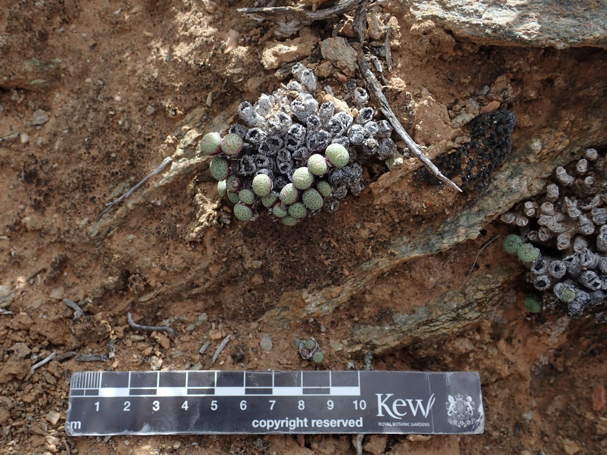 Image of Conophytum sp.
