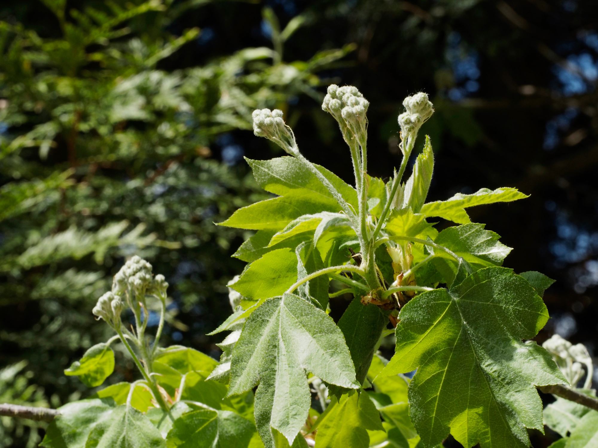Image of Sorbus torminalis