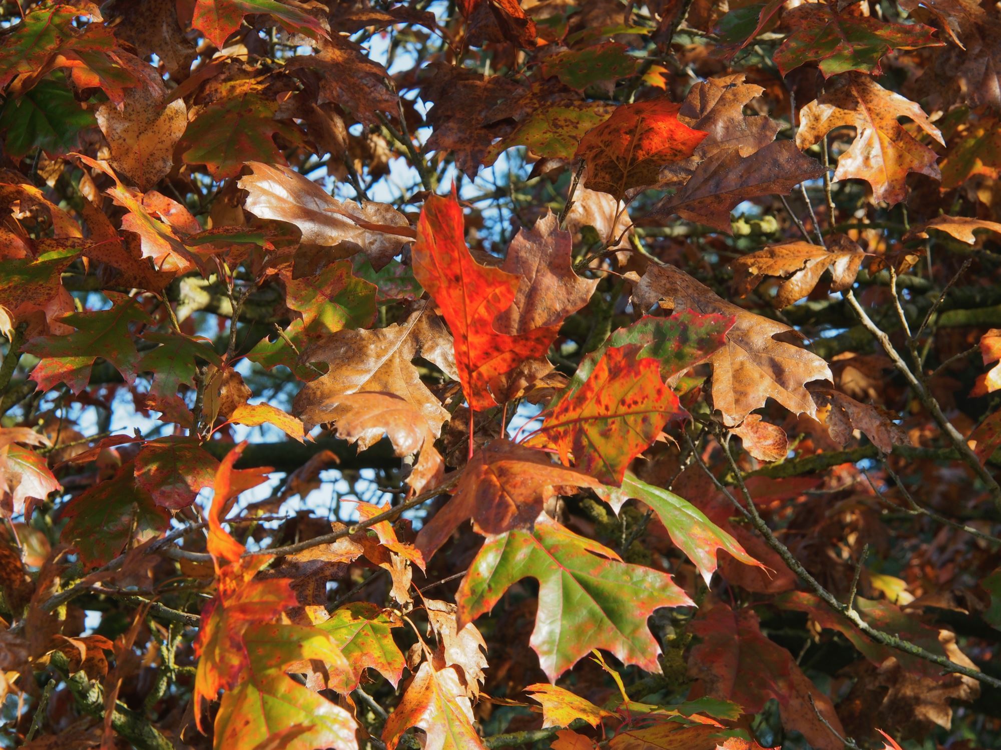 Image of Quercus velutina