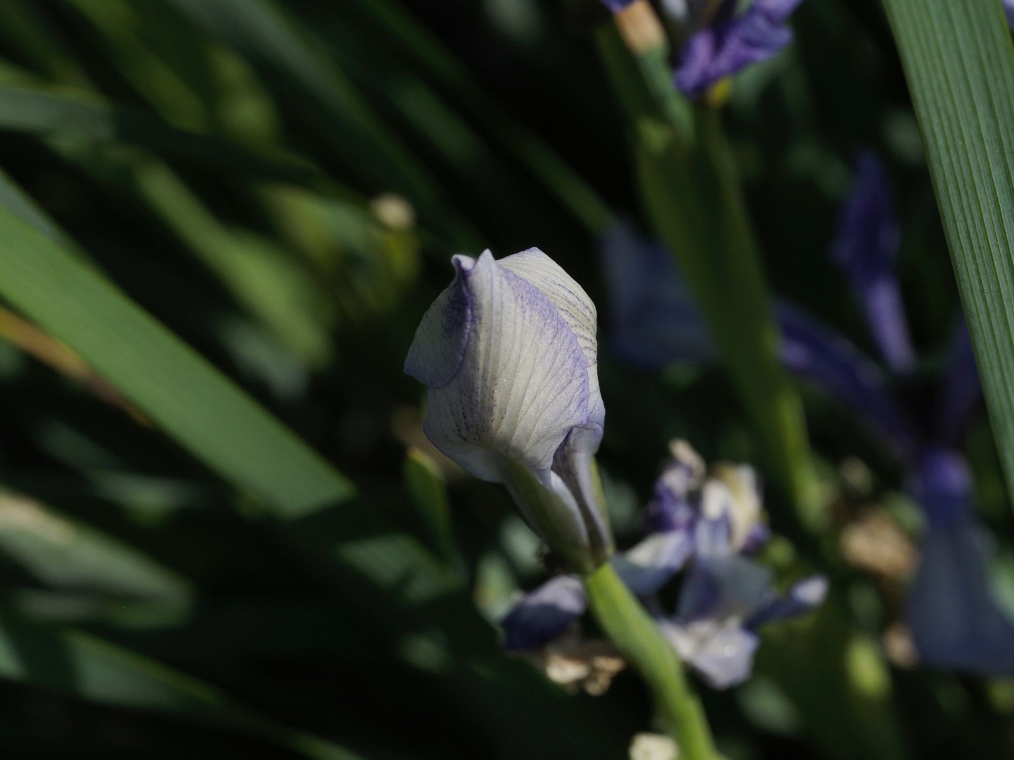 Image of Iris foetidissima