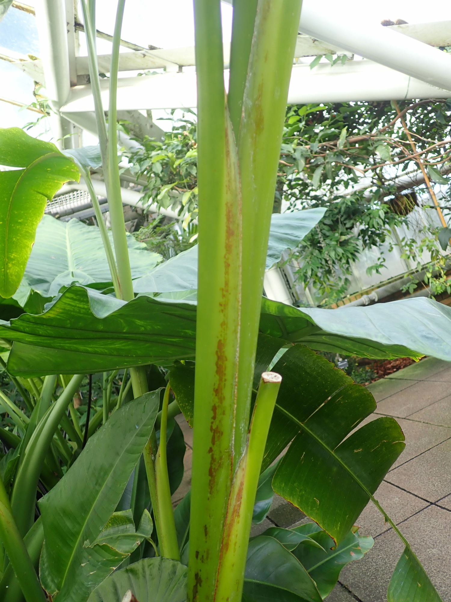 Image of Heliconia latispatha