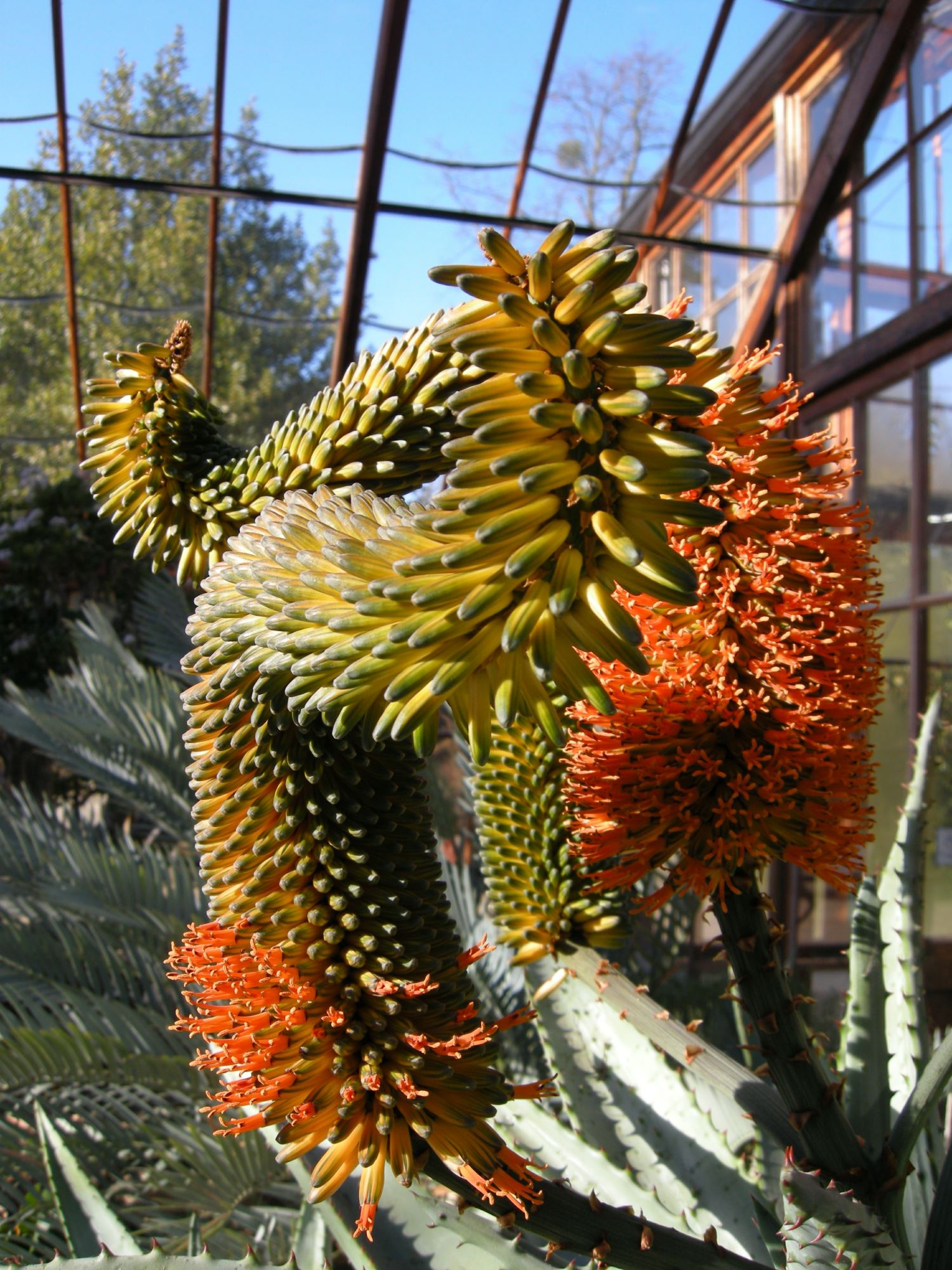 Image of Aloe ferox