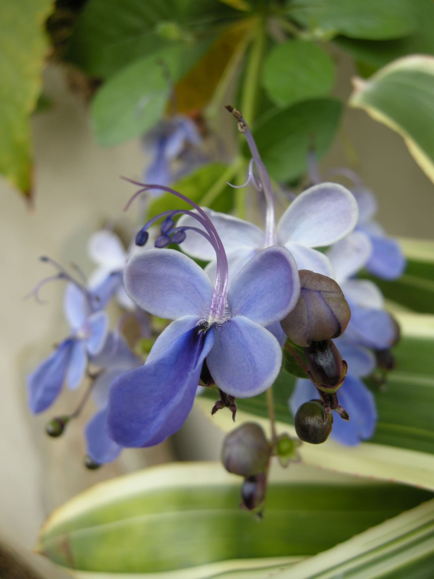 Image of Rotheca myricoides