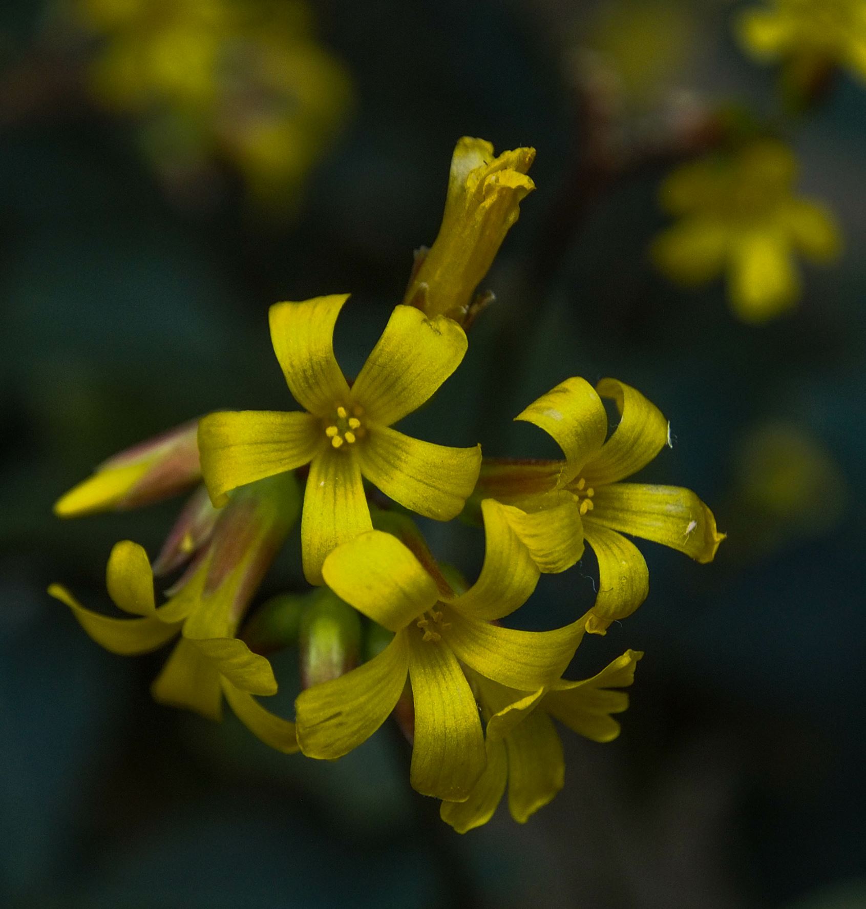 Image of Oxalis ortgiesii