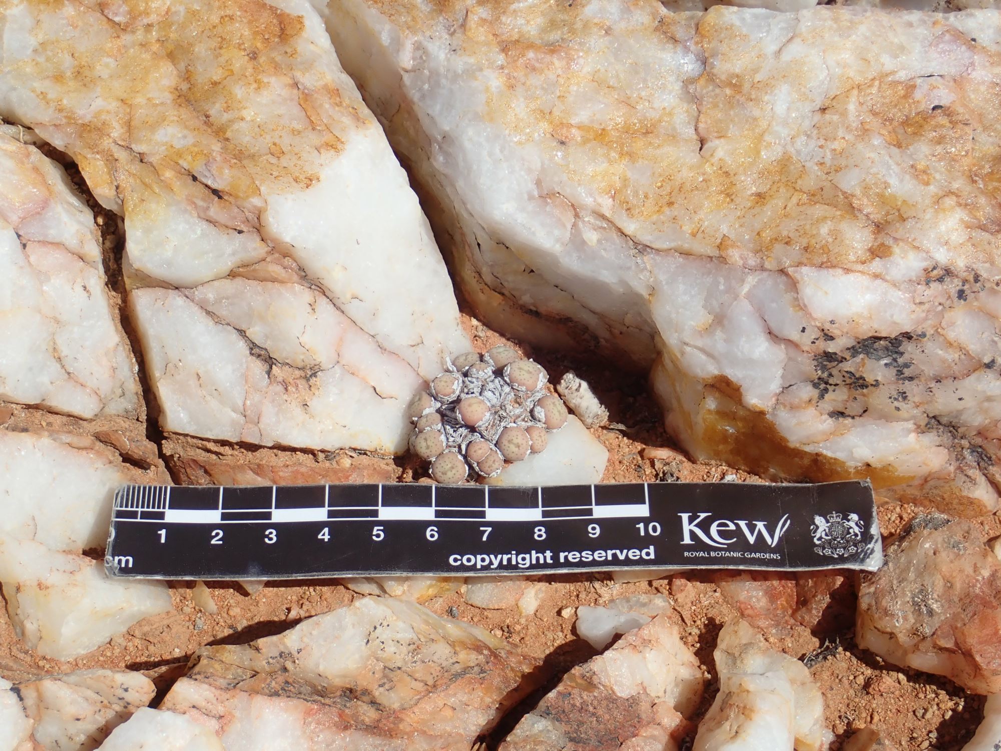 Image of Conophytum breve
