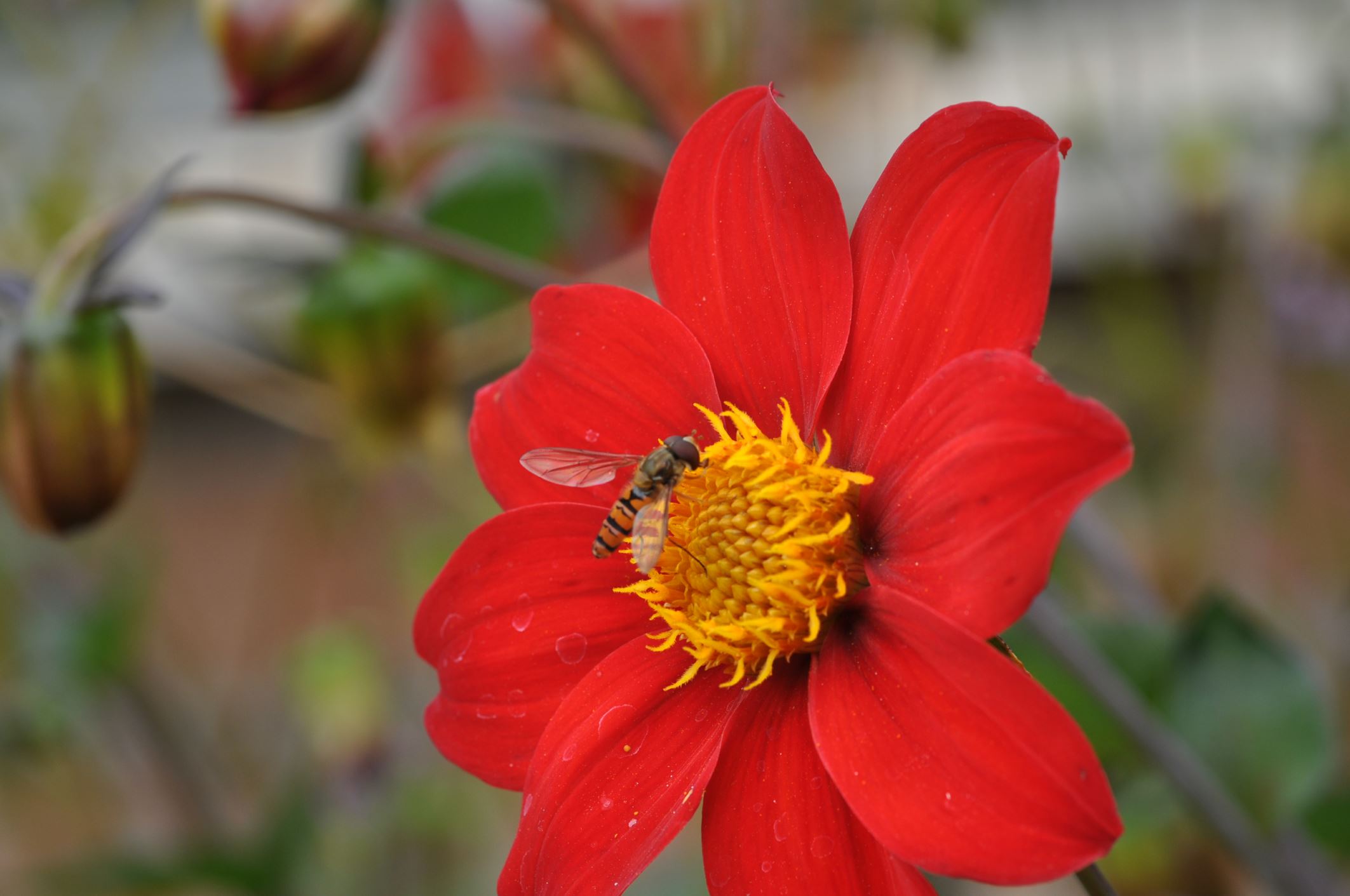 Image of Dahlia coccinea