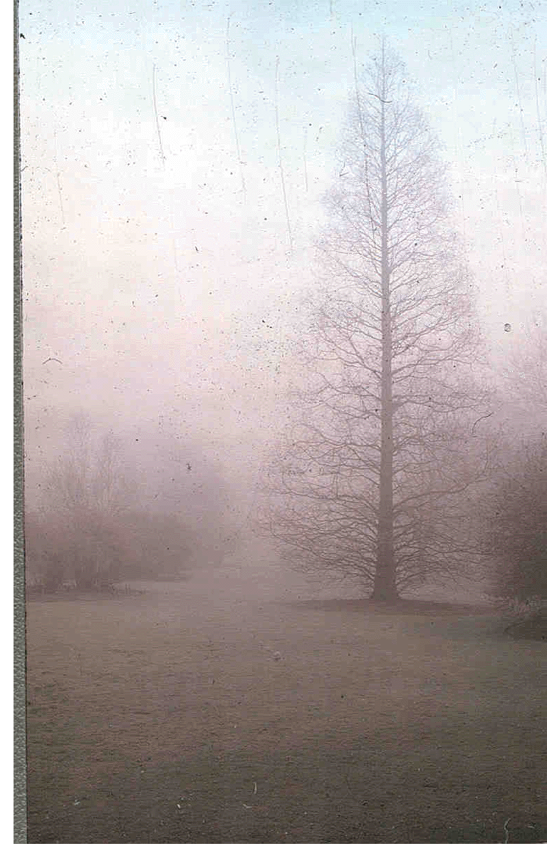 Image of Metasequoia glyptostroboides