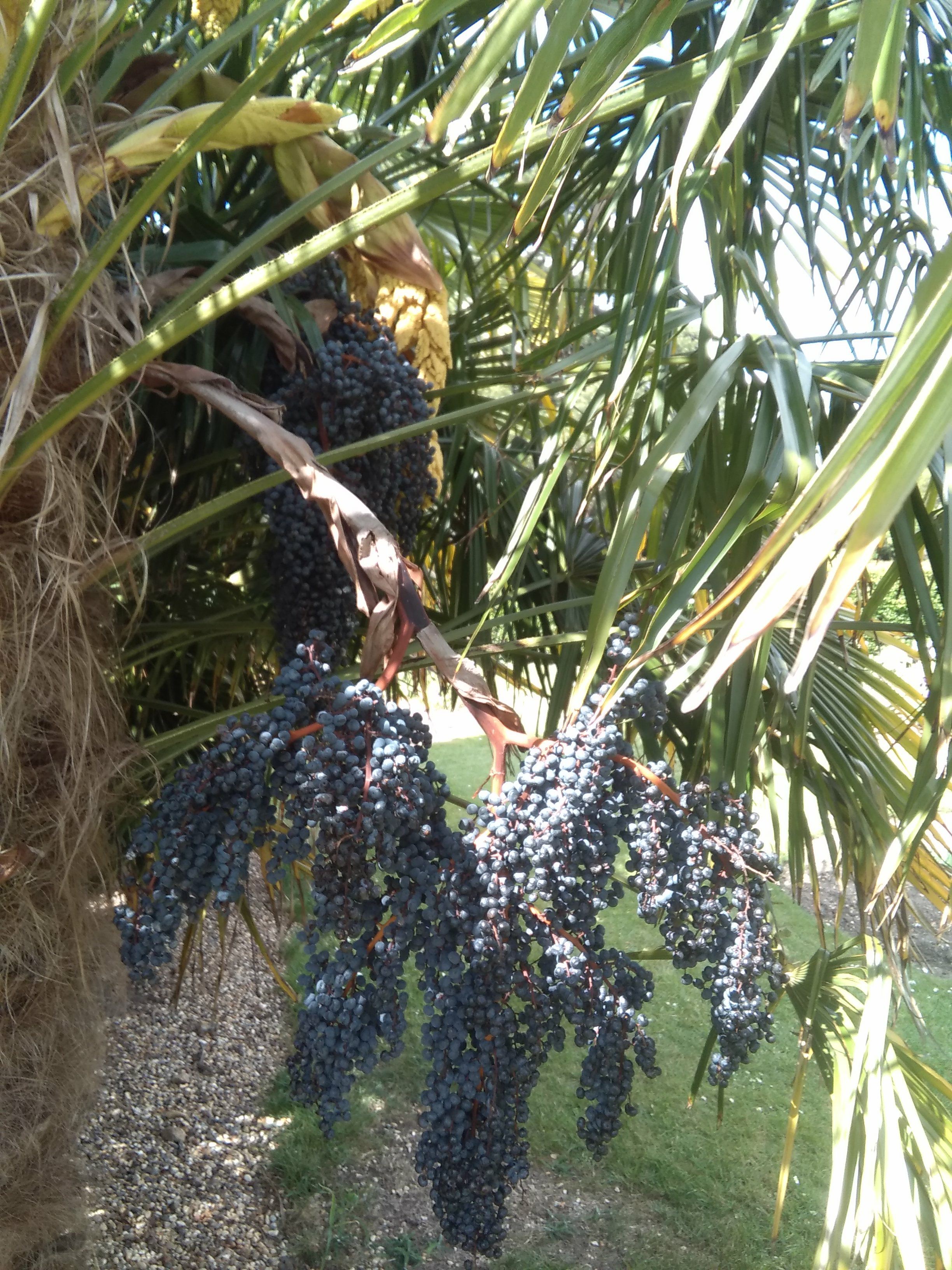 Image of Trachycarpus fortunei