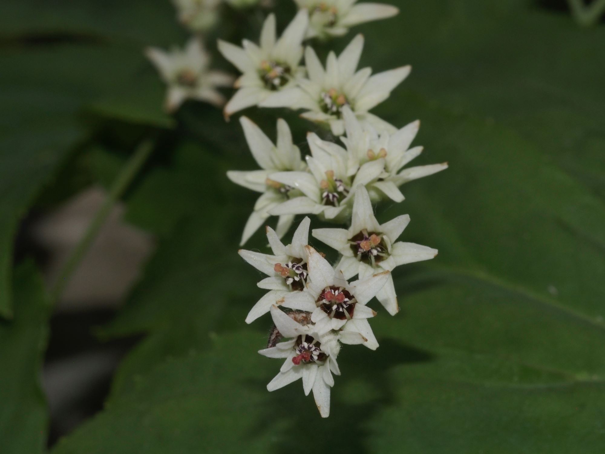 Image of Mukdenia rossii