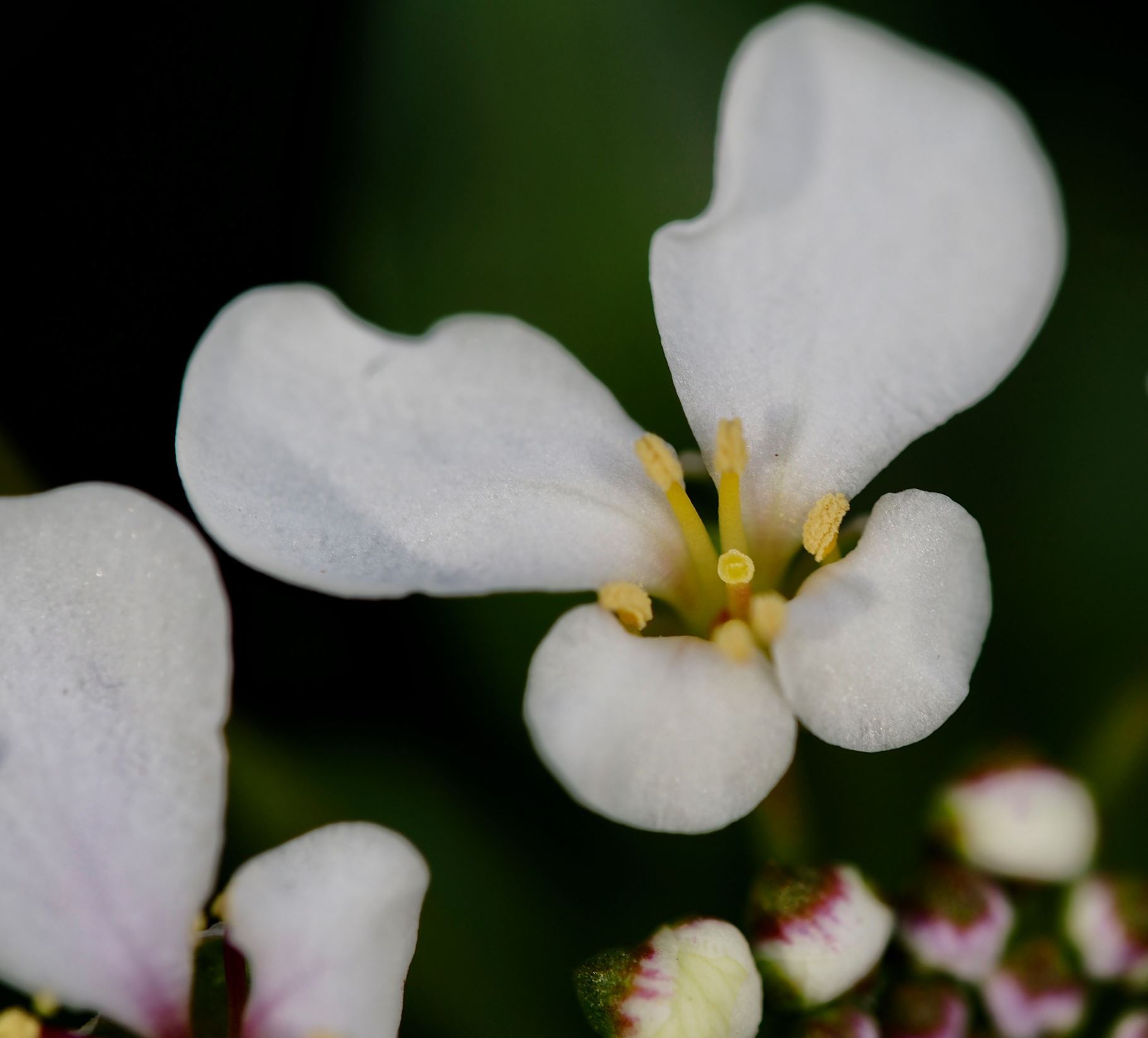 Image of Iberis semperflorens