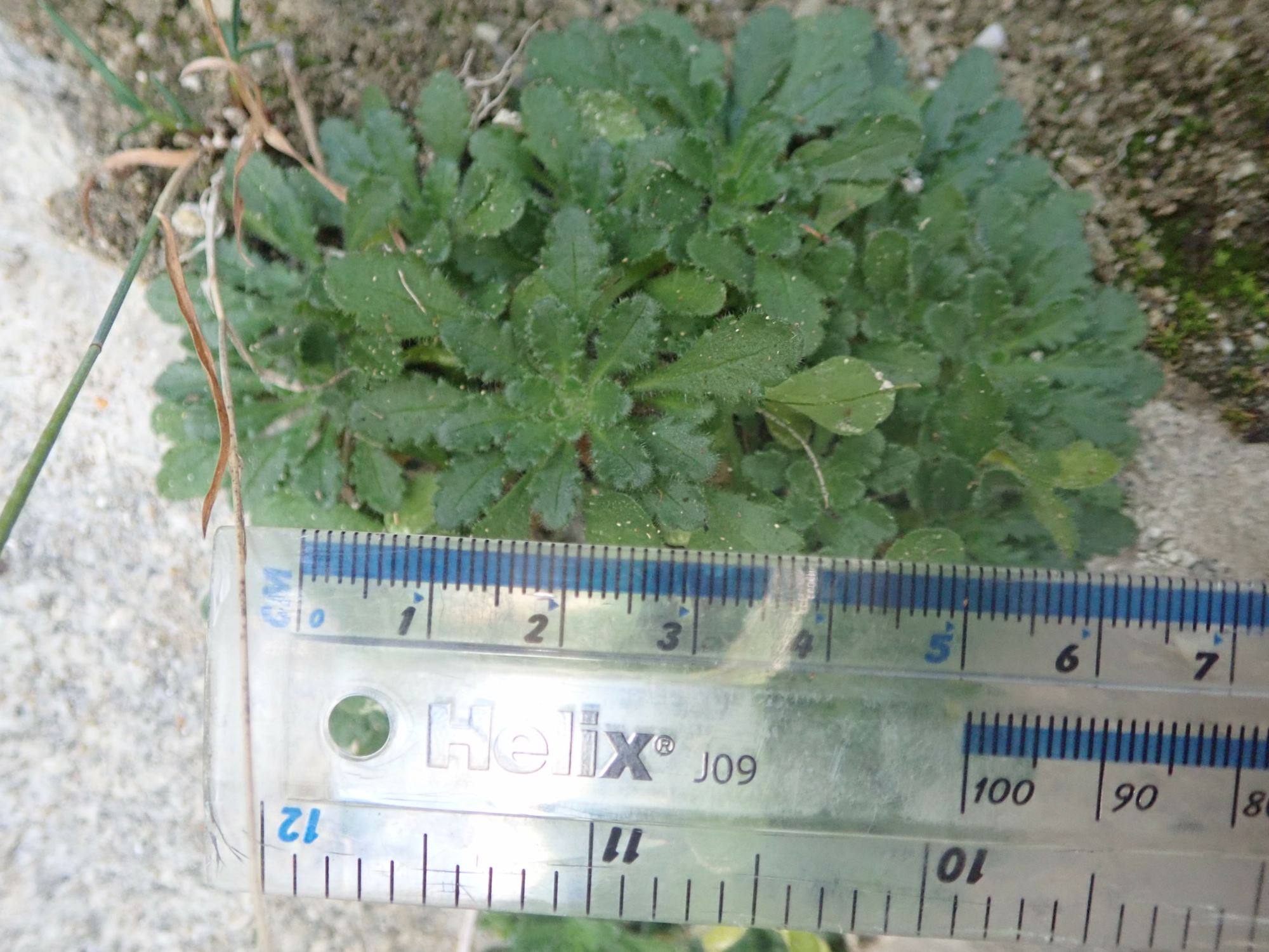 Image of Erinus alpinus