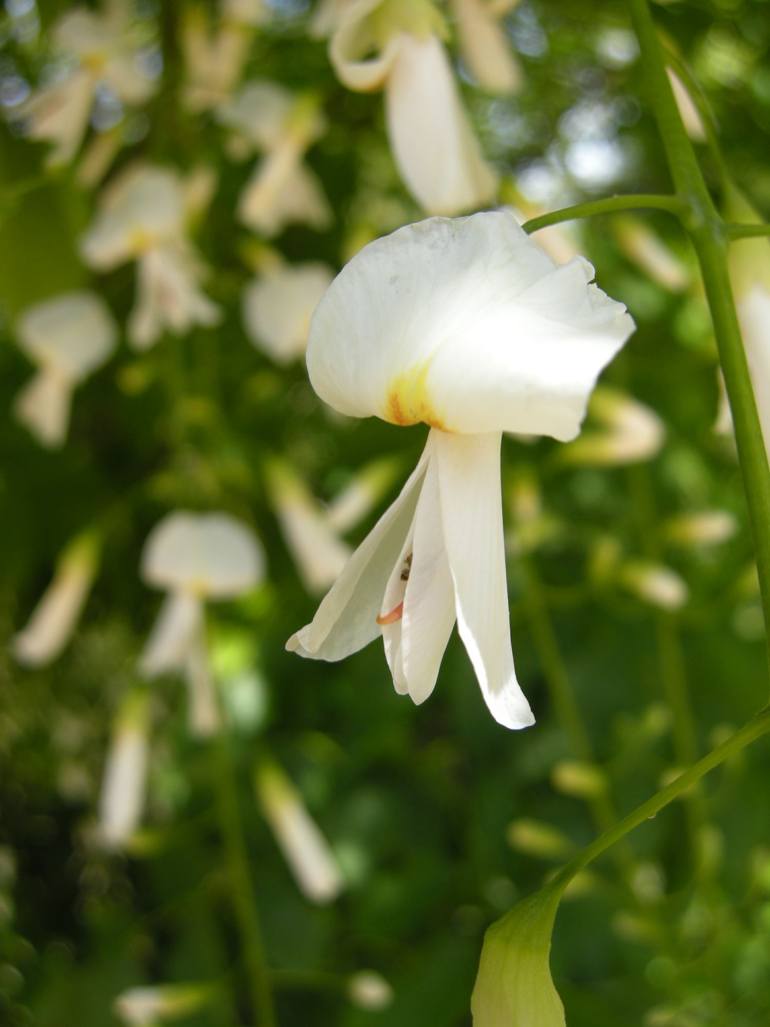 Image of Cladrastis kentukea