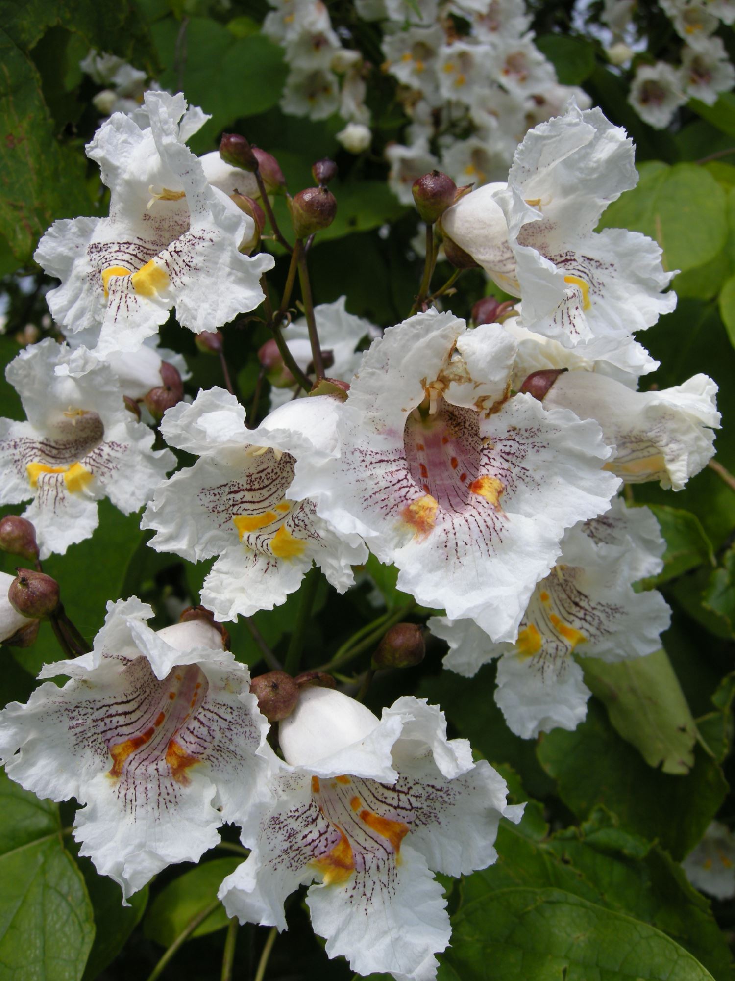 Image of Catalpa speciosa