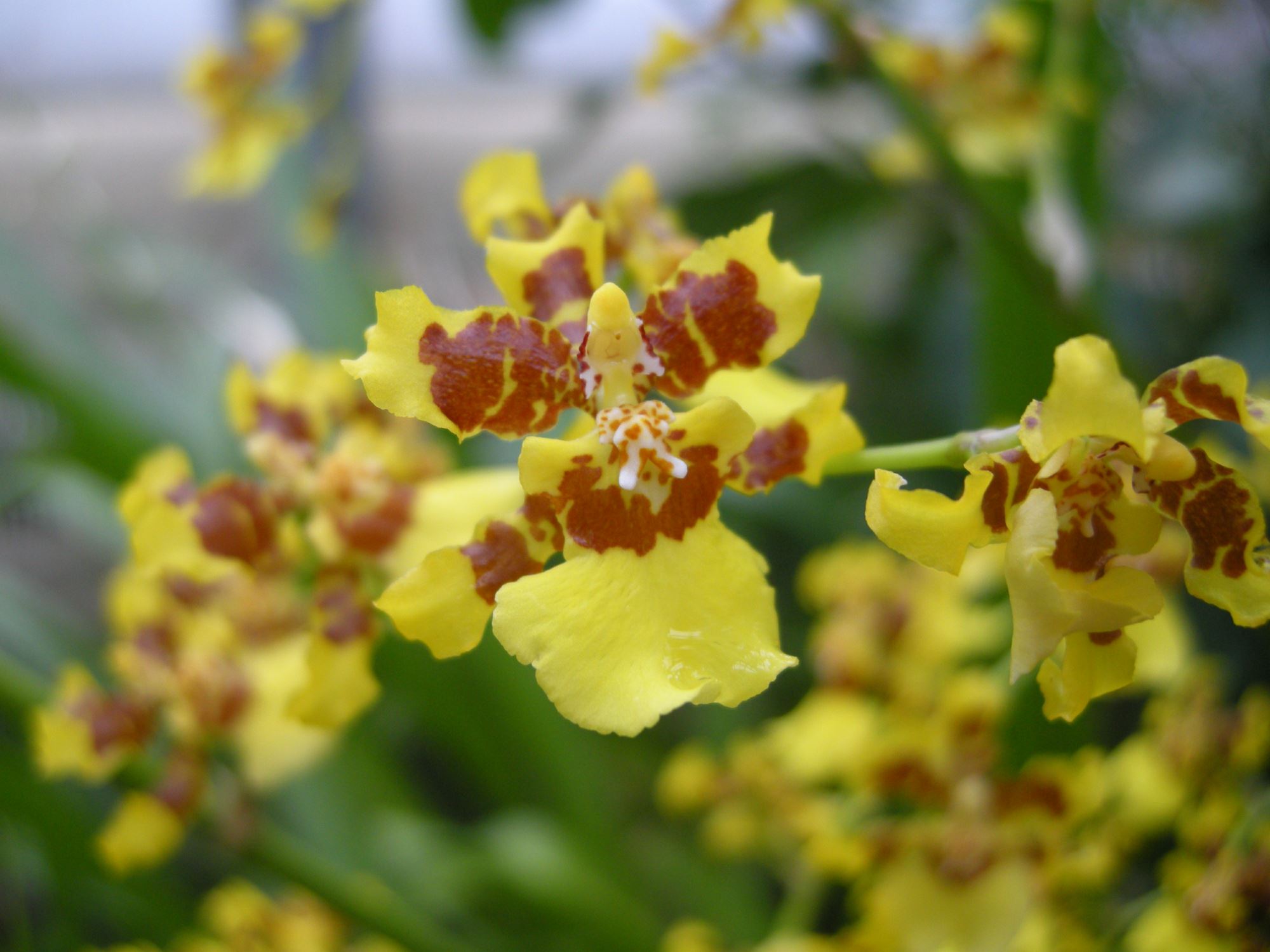 Image of Oncidium sphacelatum