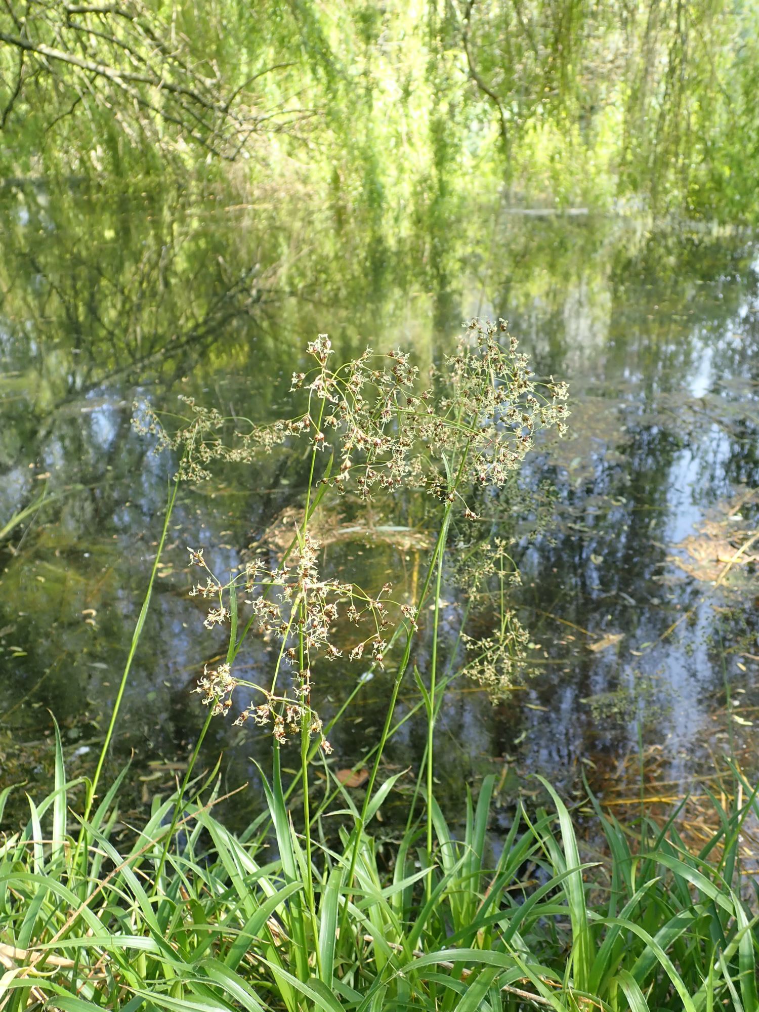 Image of Luzula sylvatica