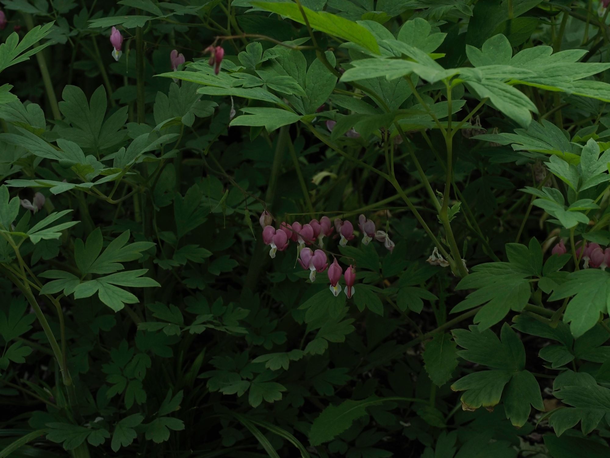 Image of Lamprocapnos spectabilis