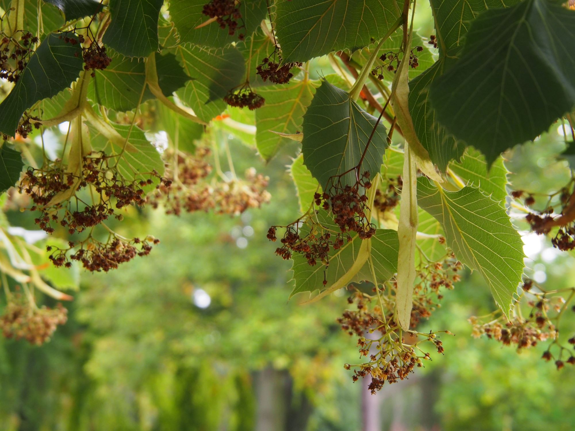 Image of Tilia henryana