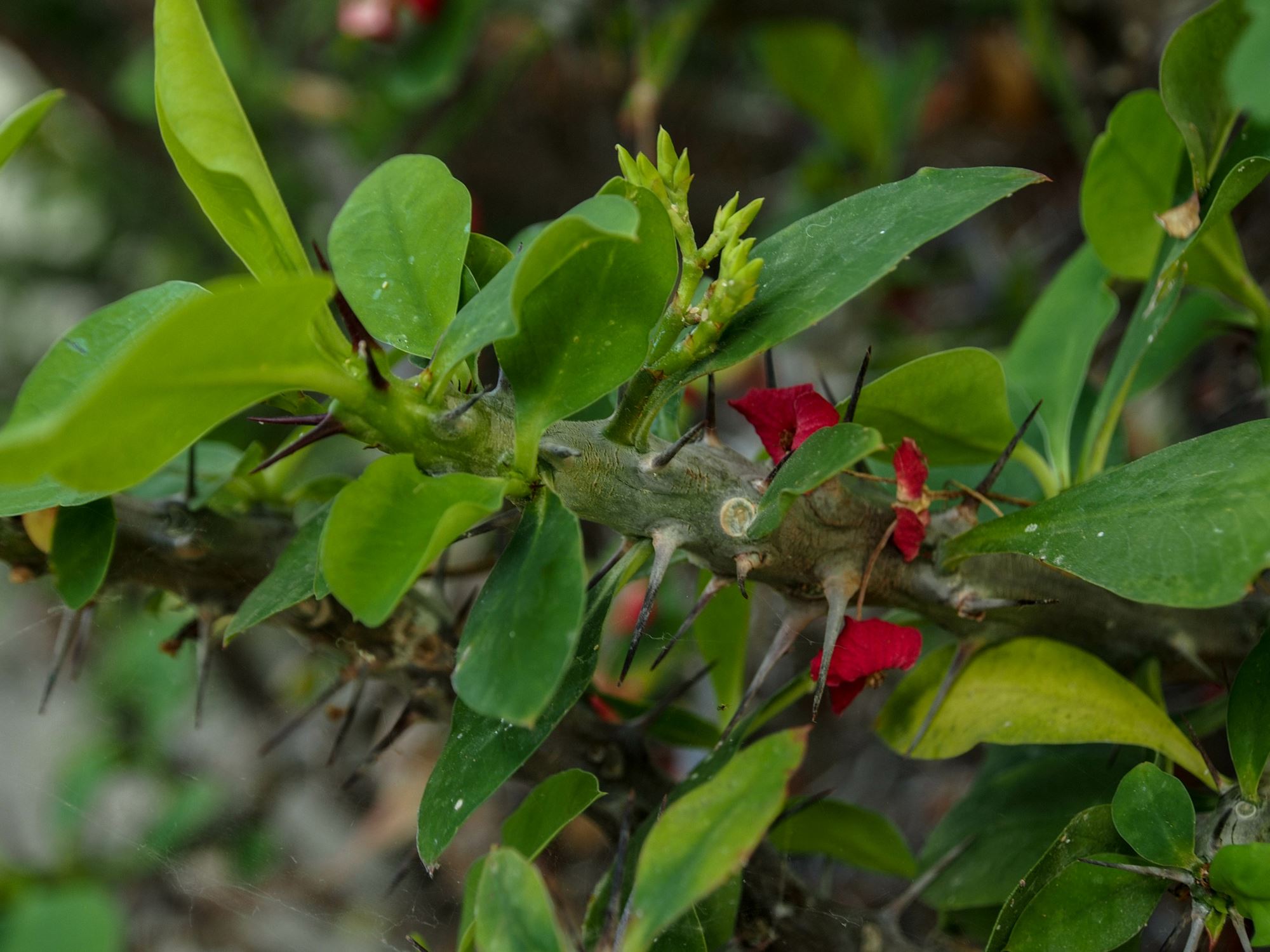 Image of Euphorbia milii var. splendens
