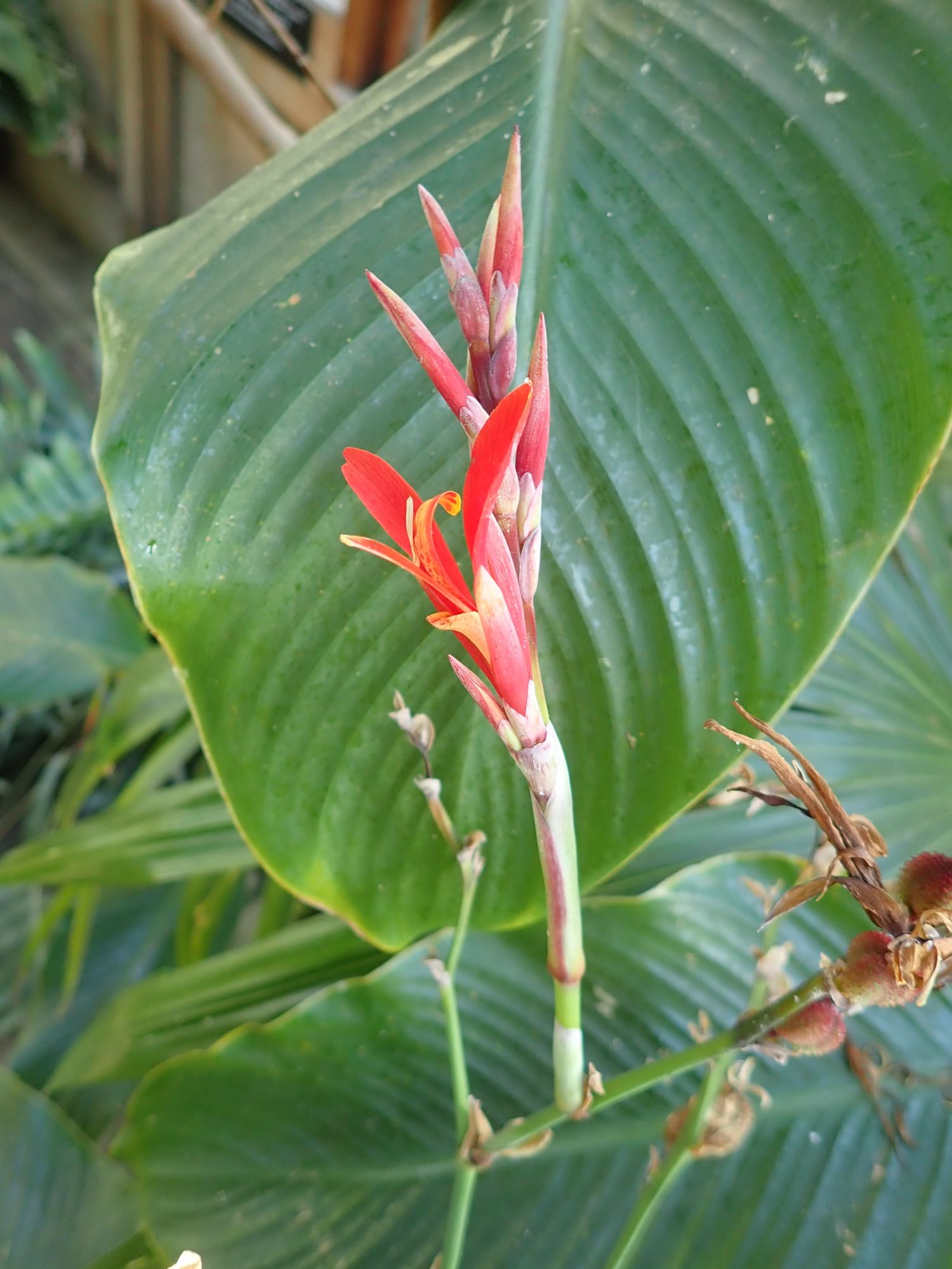 Image of Canna indica