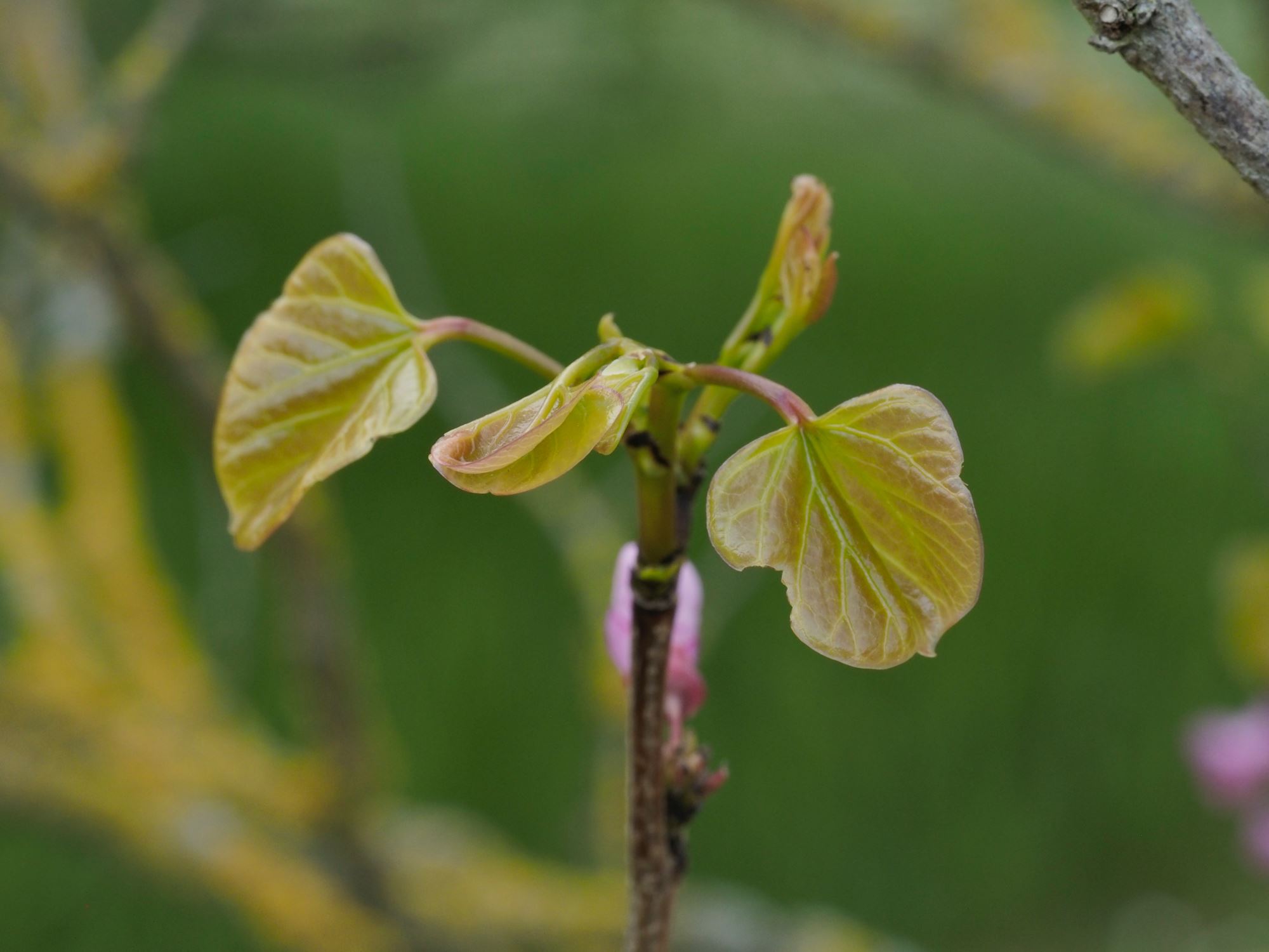Image of Cercis chinensis