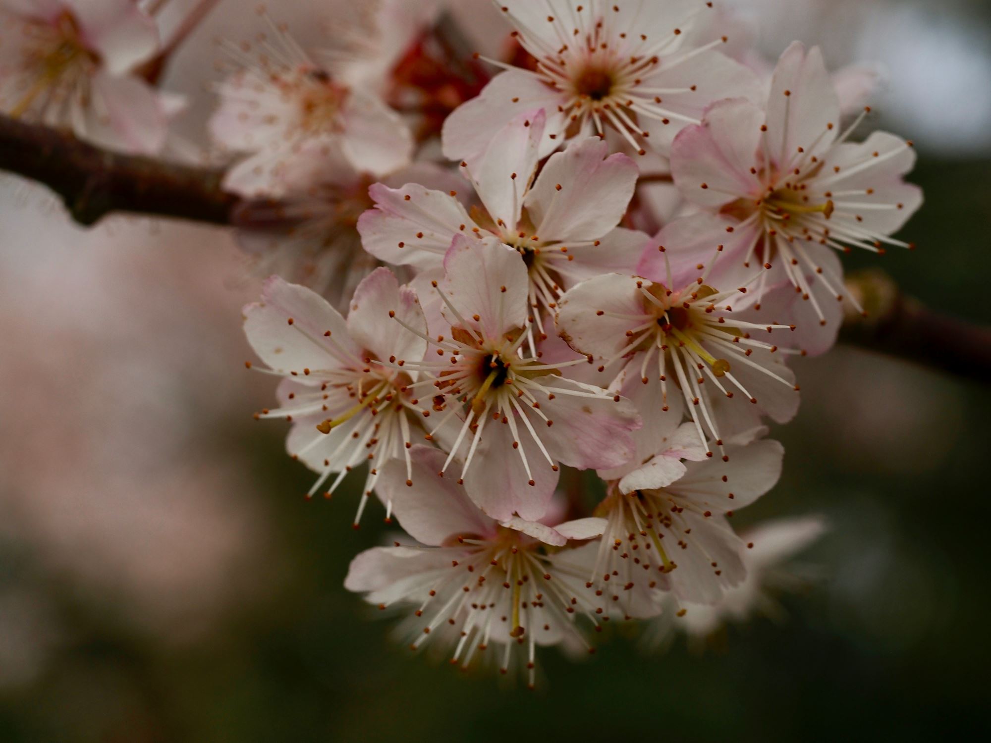 Image of Prunus pseudocerasus var. cantabrigiensis