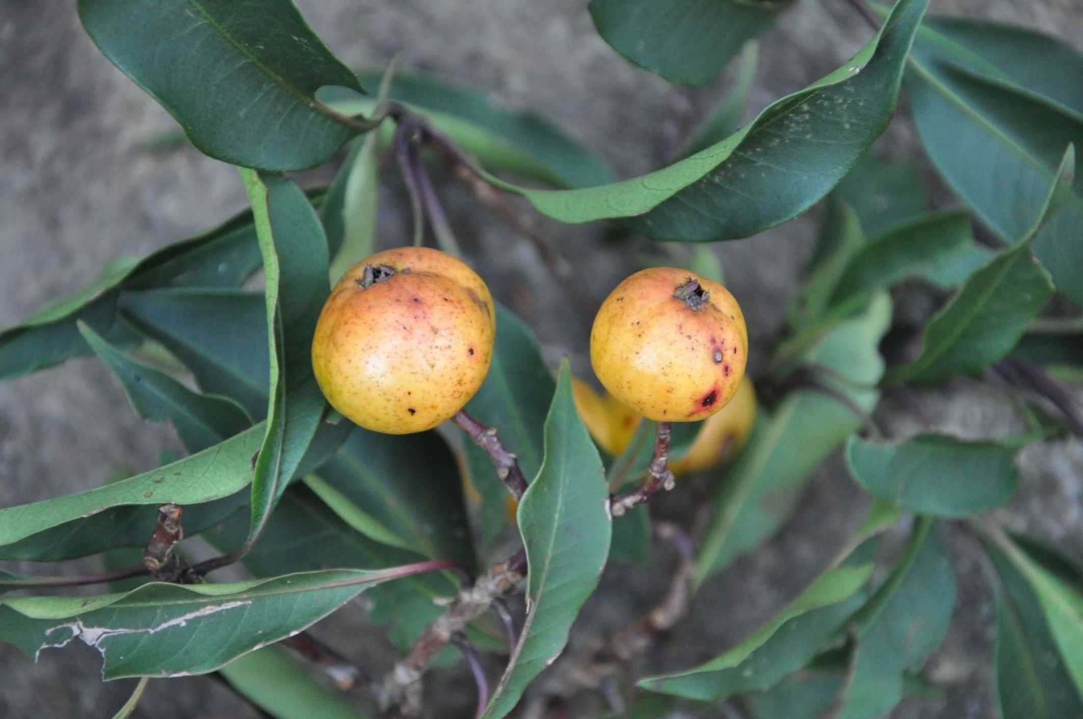 Image of Ilex sp.