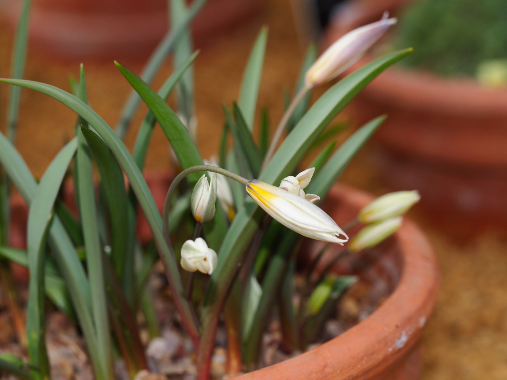 Image of Tulipa biflora