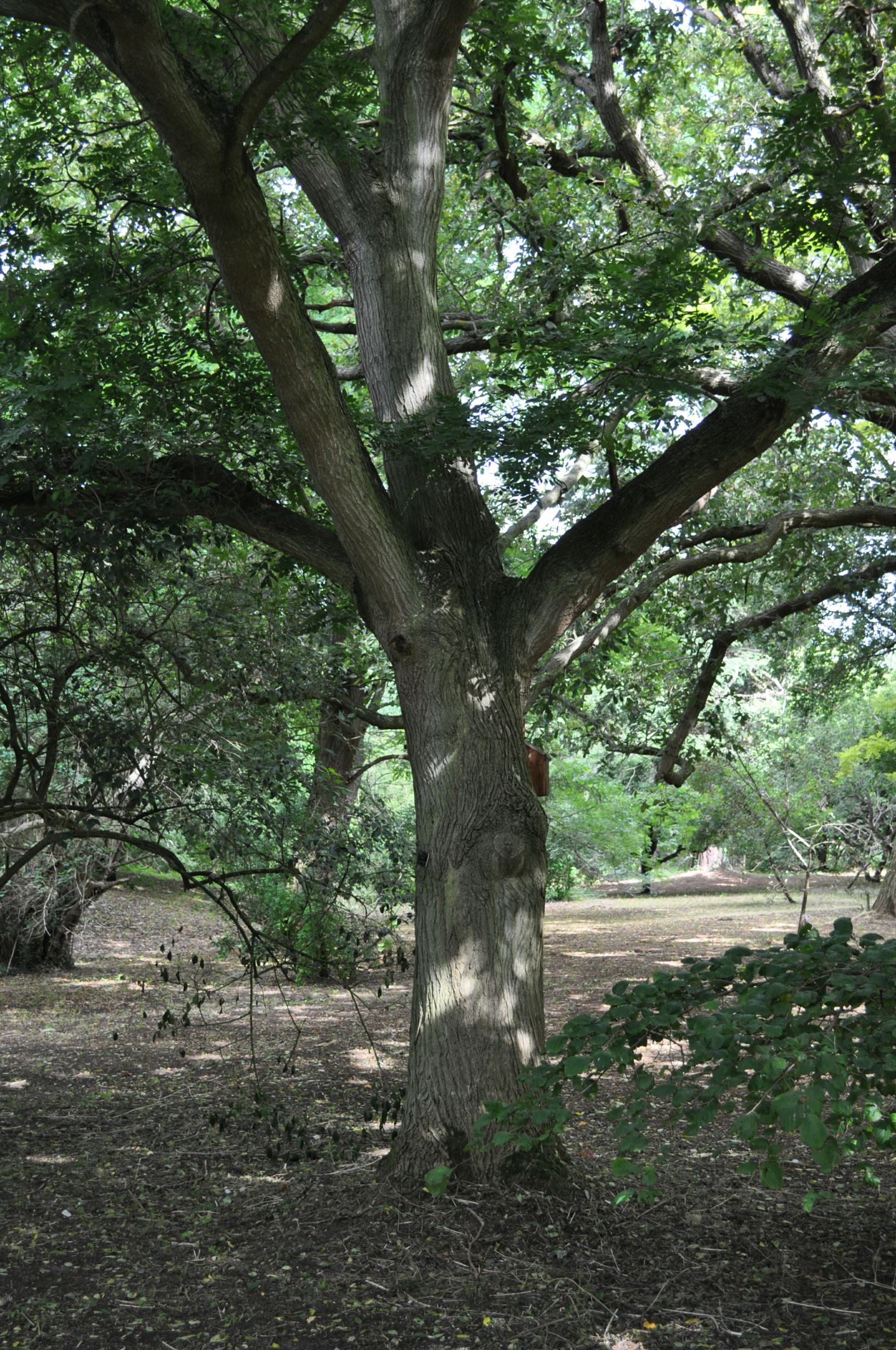 Image of Styphnolobium japonicum