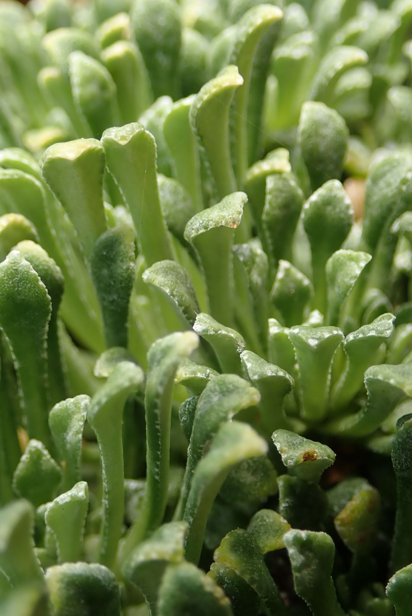 Image of Saxifraga cochlearis