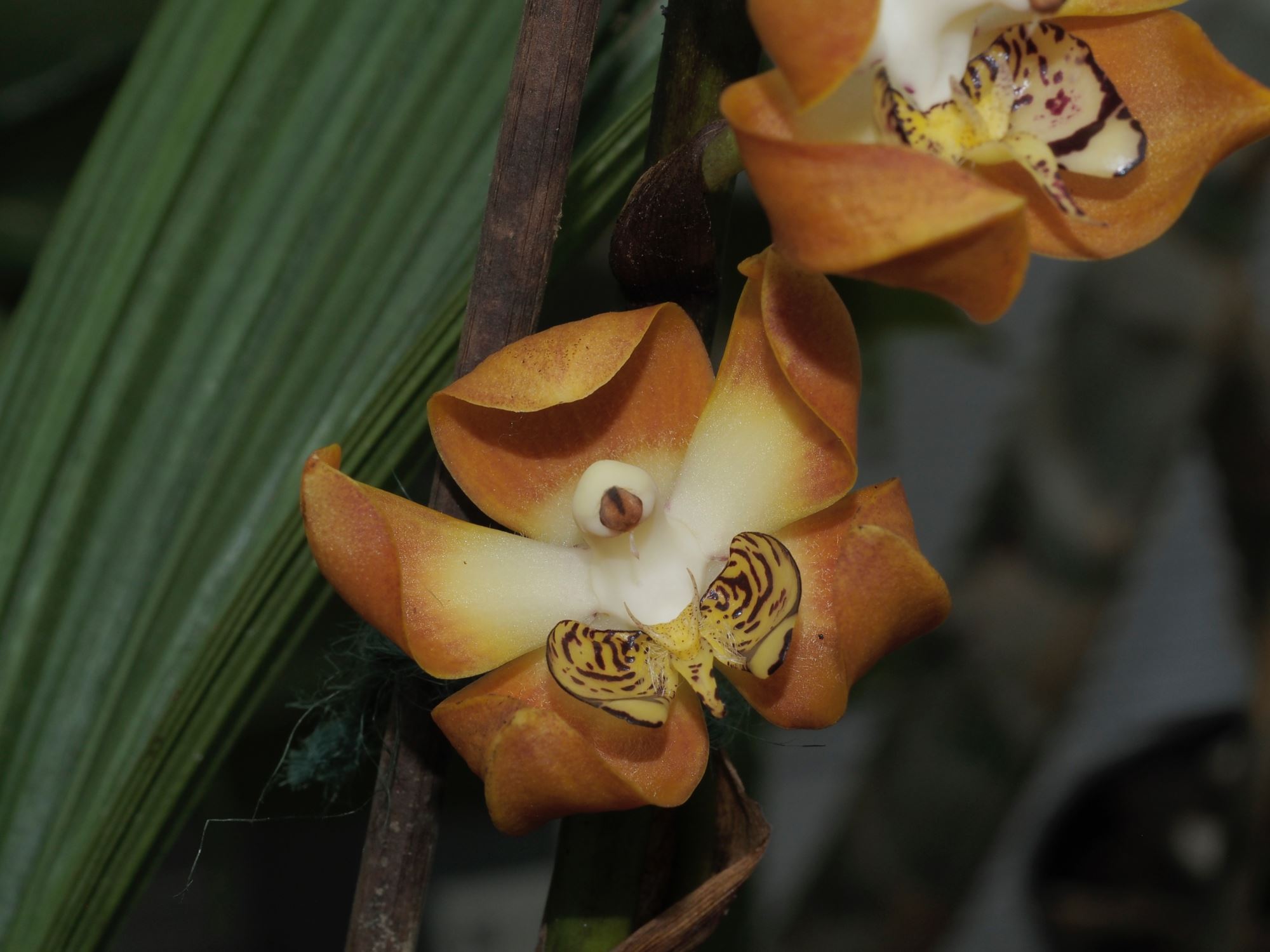 Image of Neomoorea wallisii