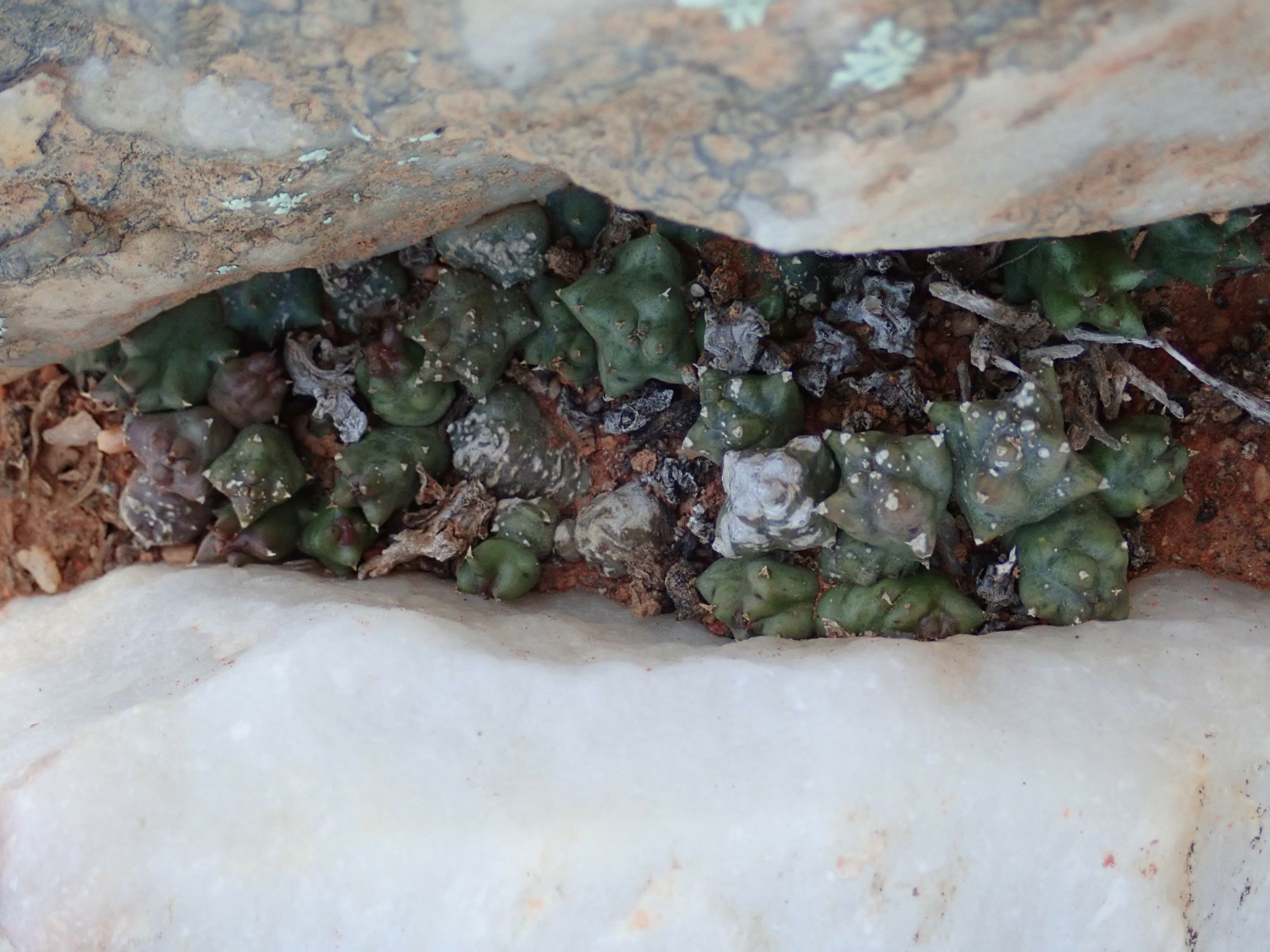 Image of Duvalia caespitosa