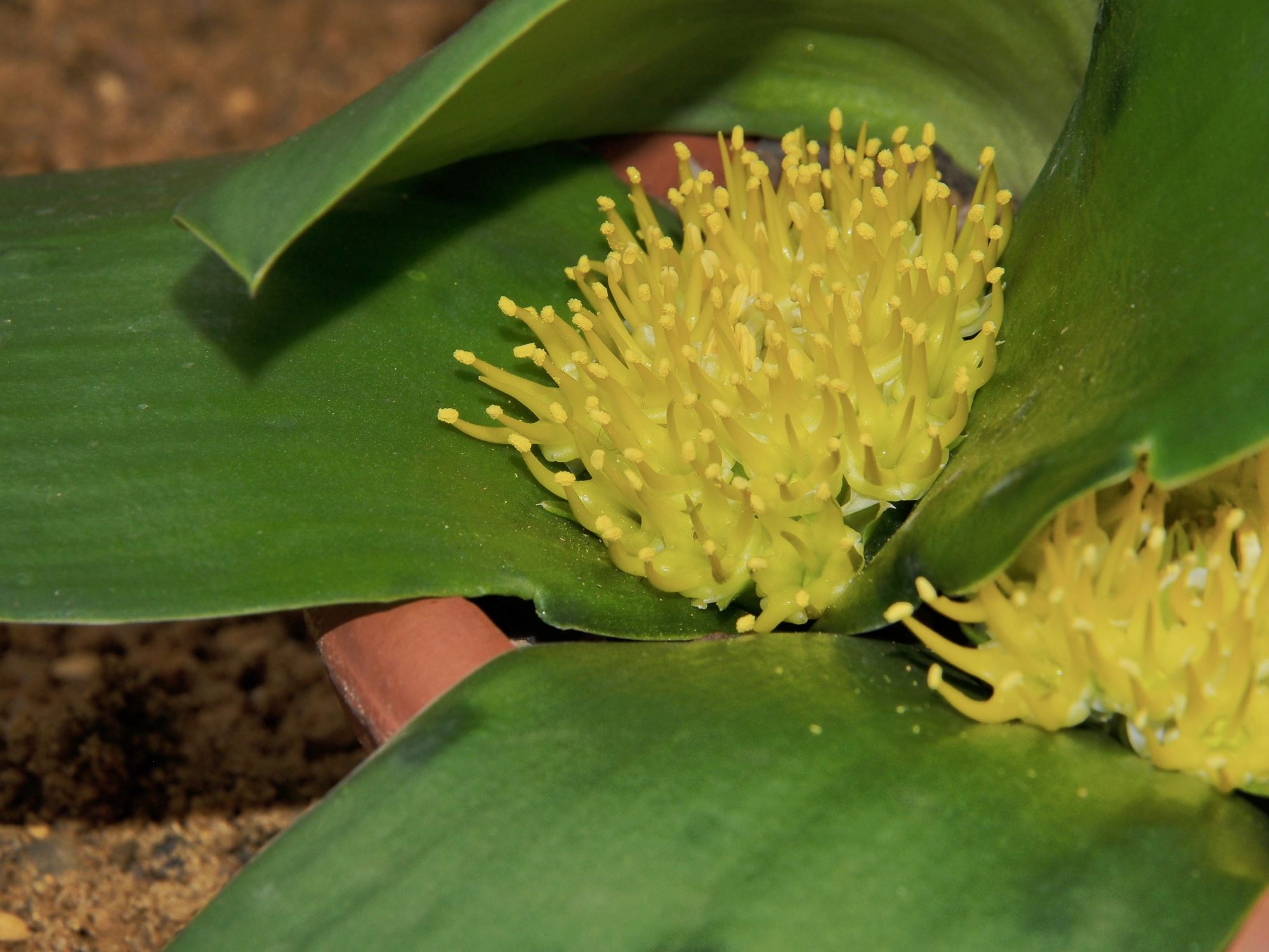 Image of Massonia citrina