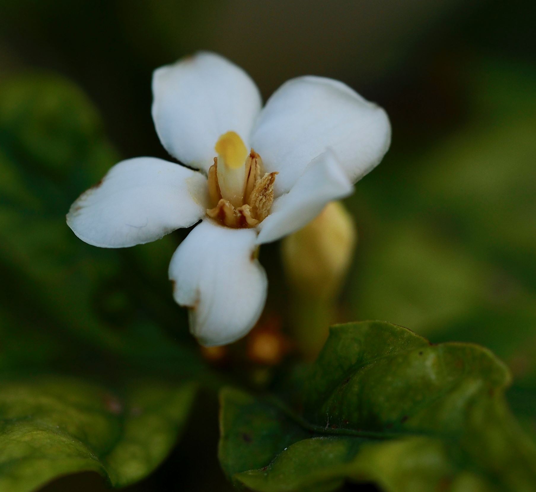 Image of Mitriostigma axillare
