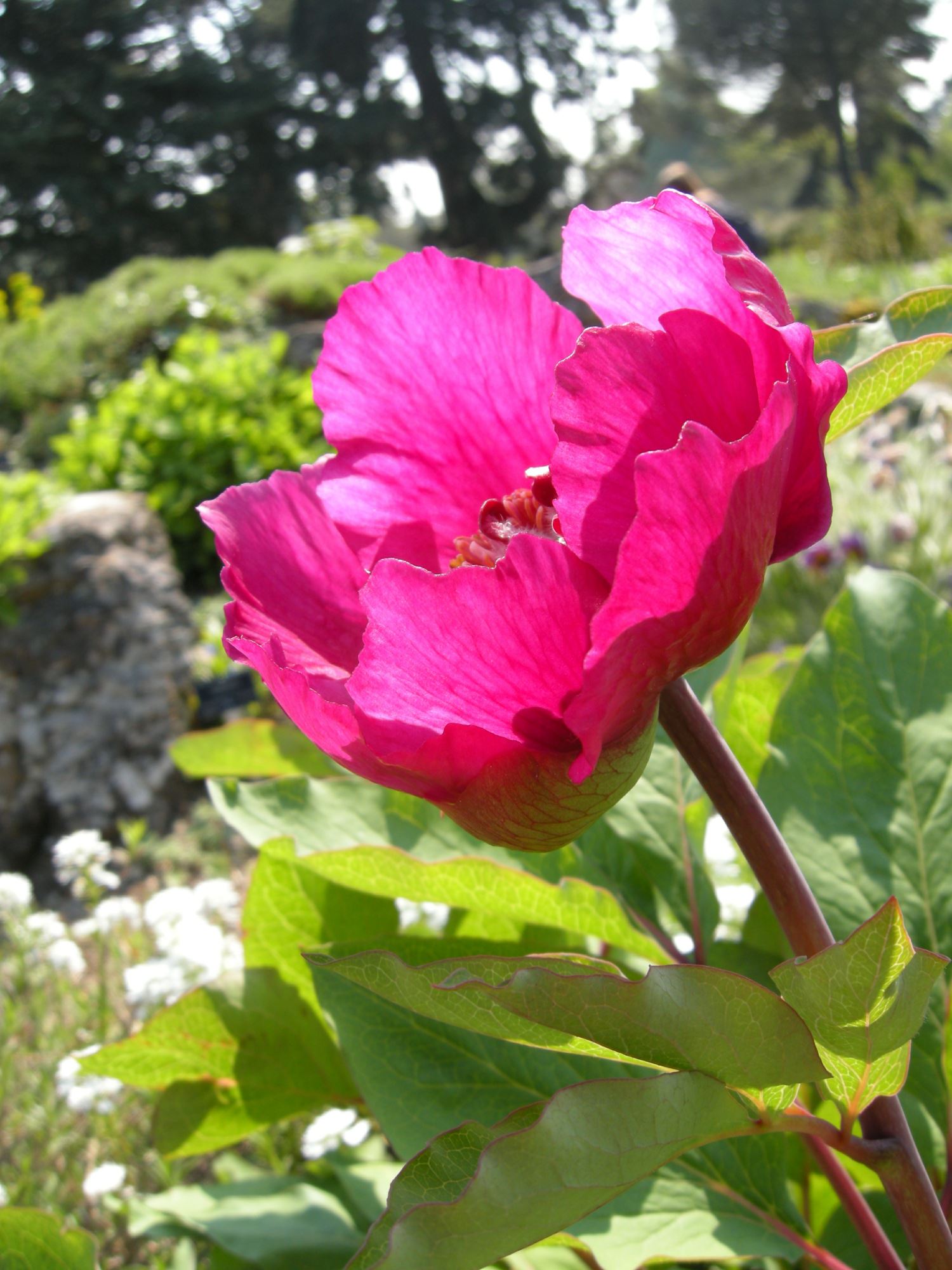 Image of Paeonia mascula