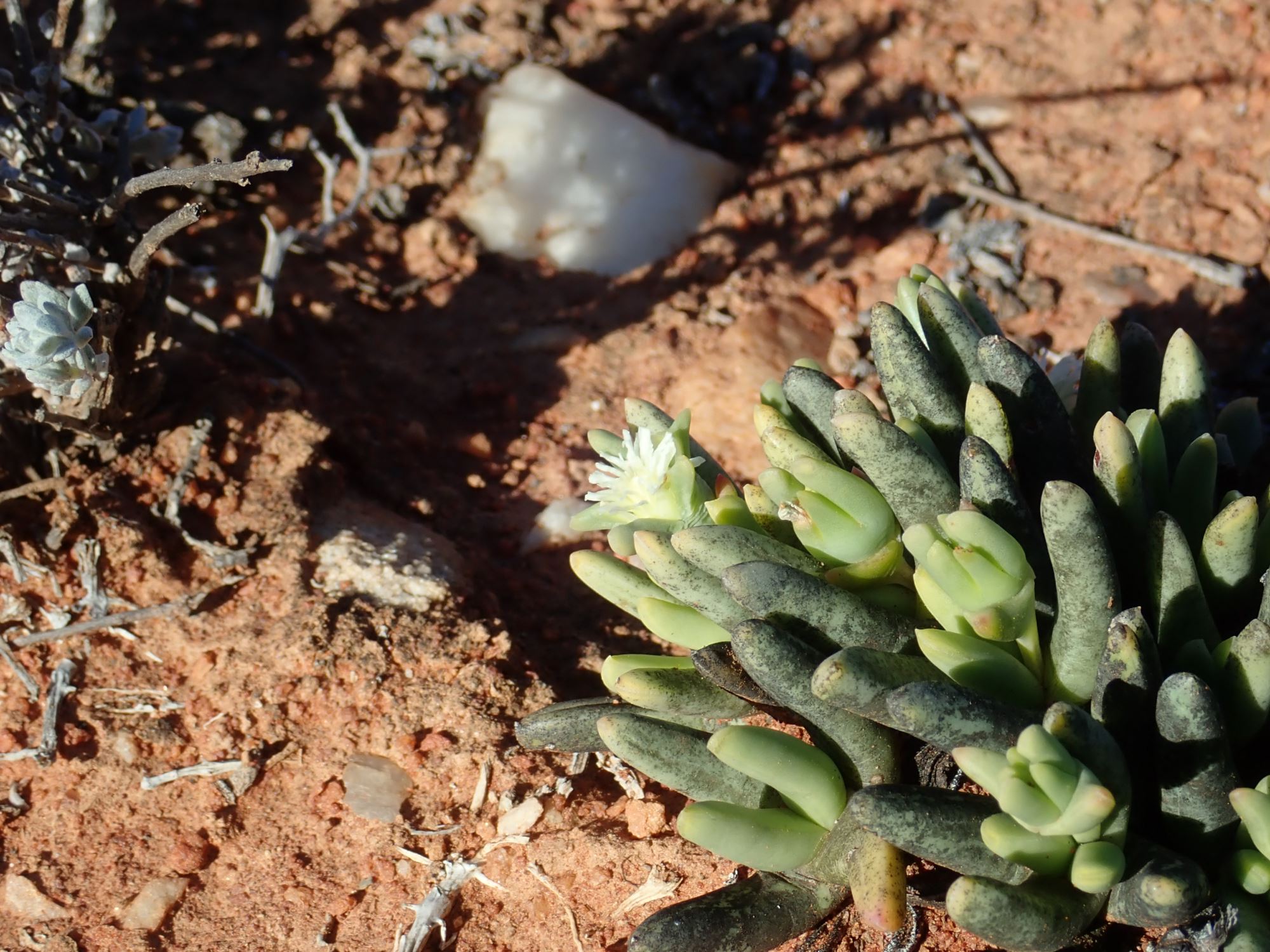 Image of Nelia pillansii