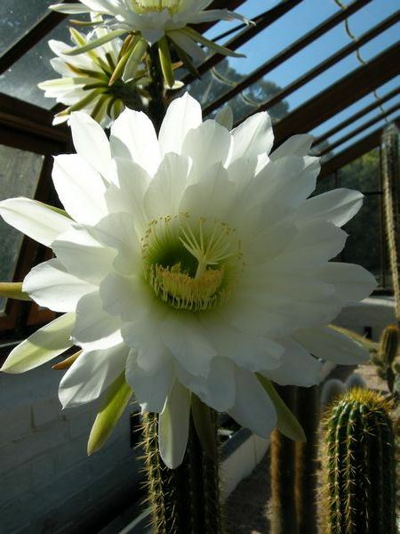 Image of Echinopsis atacamensis subsp. pasacana