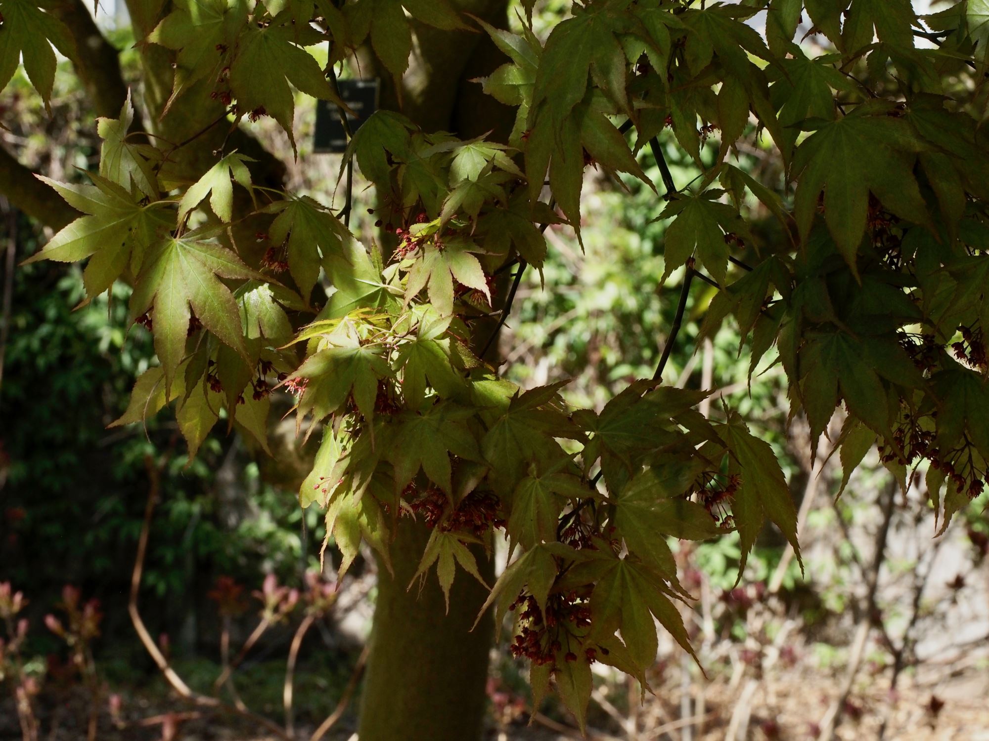 Image of Acer palmatum 'Osakazuki'
