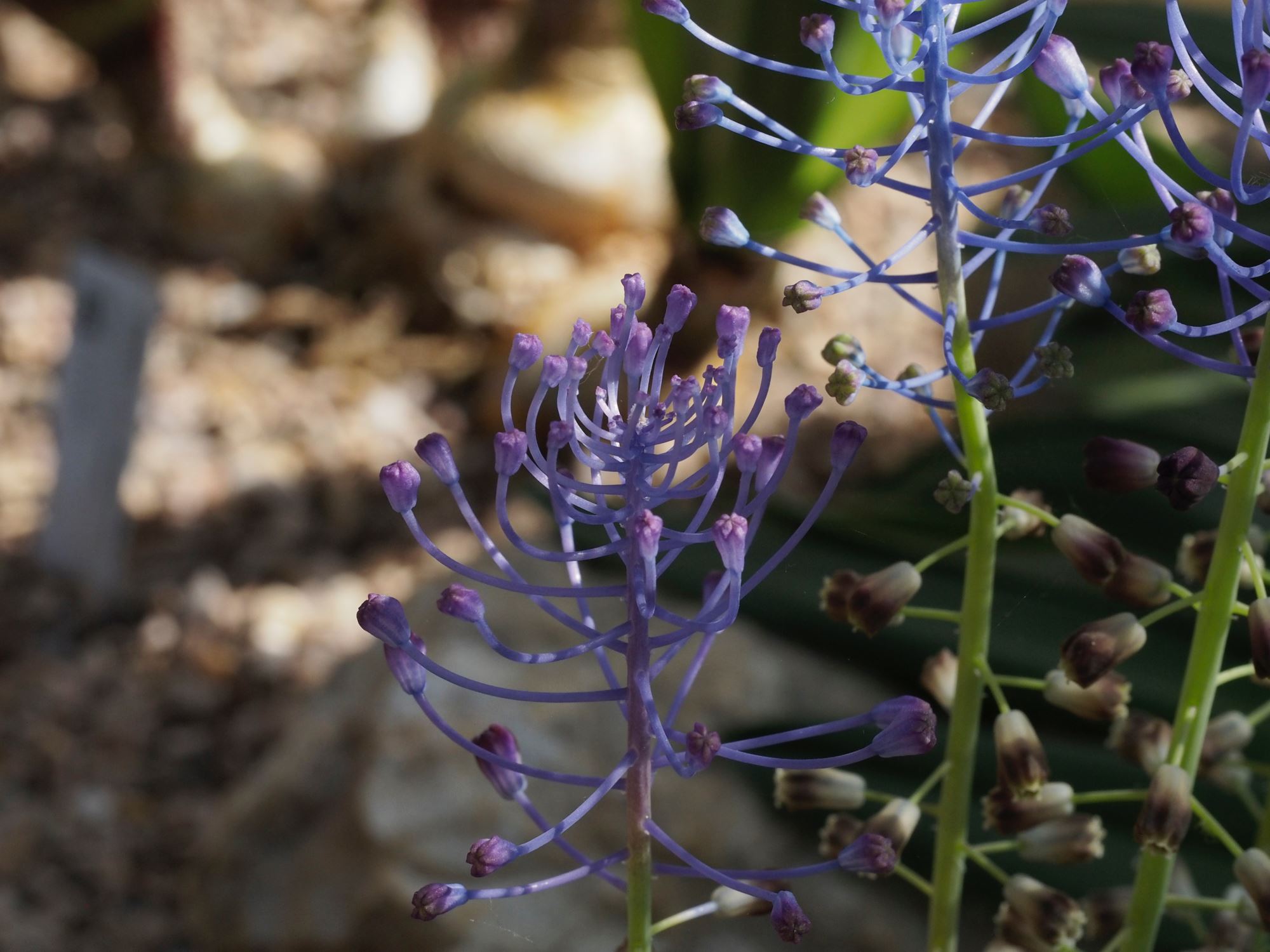 Image of Leopoldia comosa