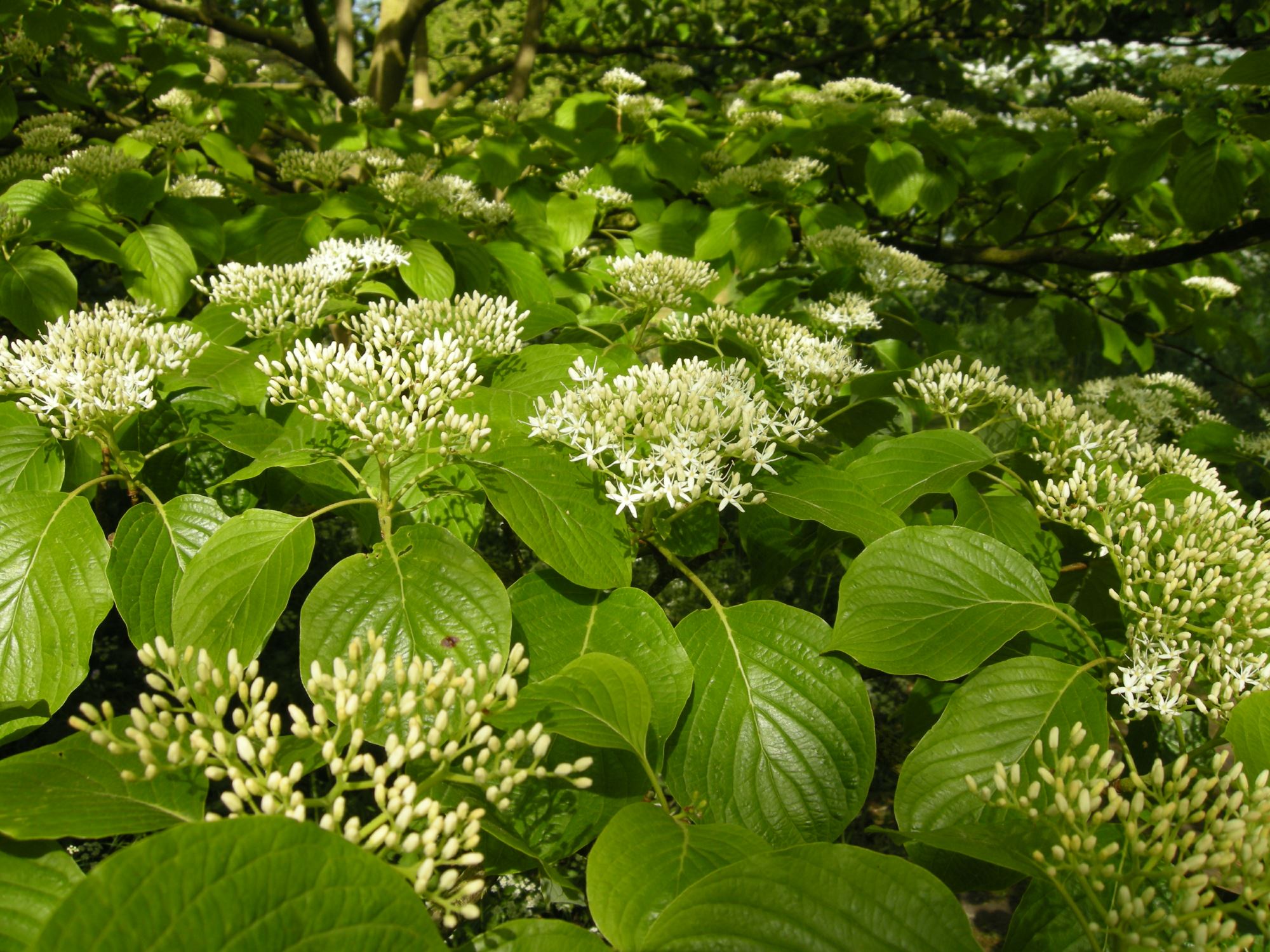 Image of Cornus controversa