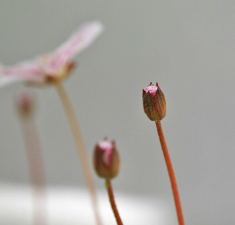 Image of Erodium reichardii