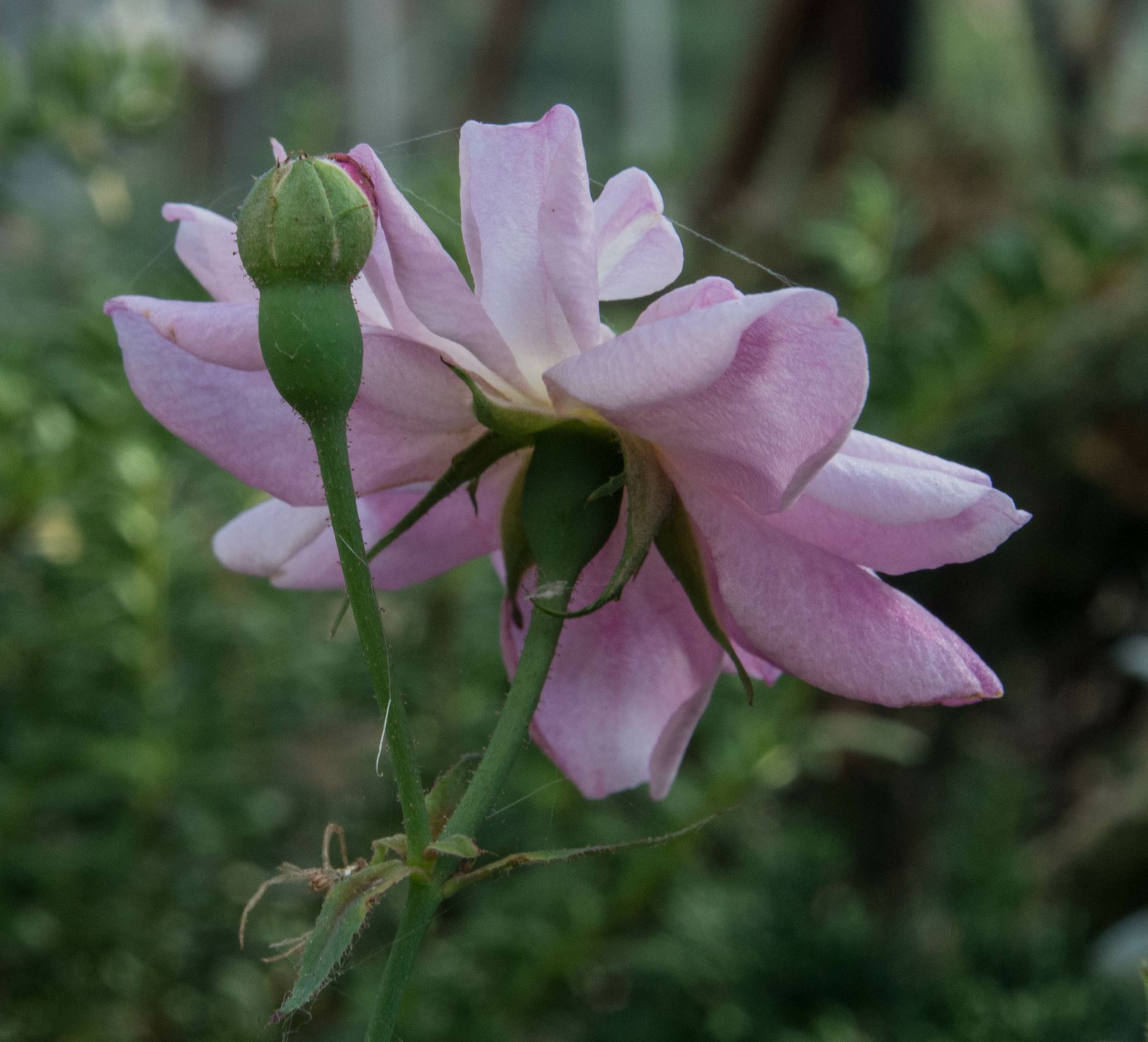 Image of Rosa 'Roulettii'