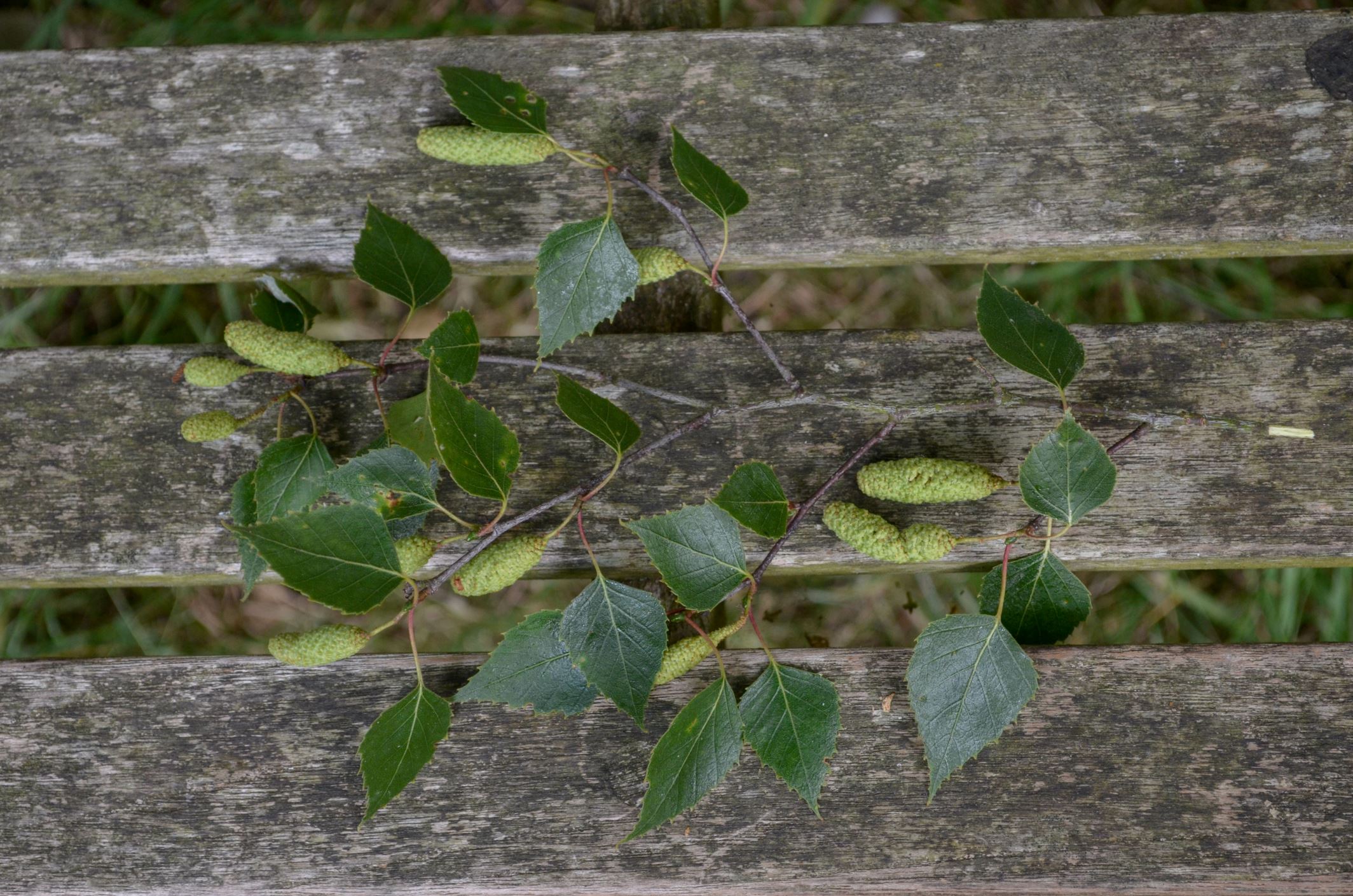 Image of Betula pendula subsp. pendula