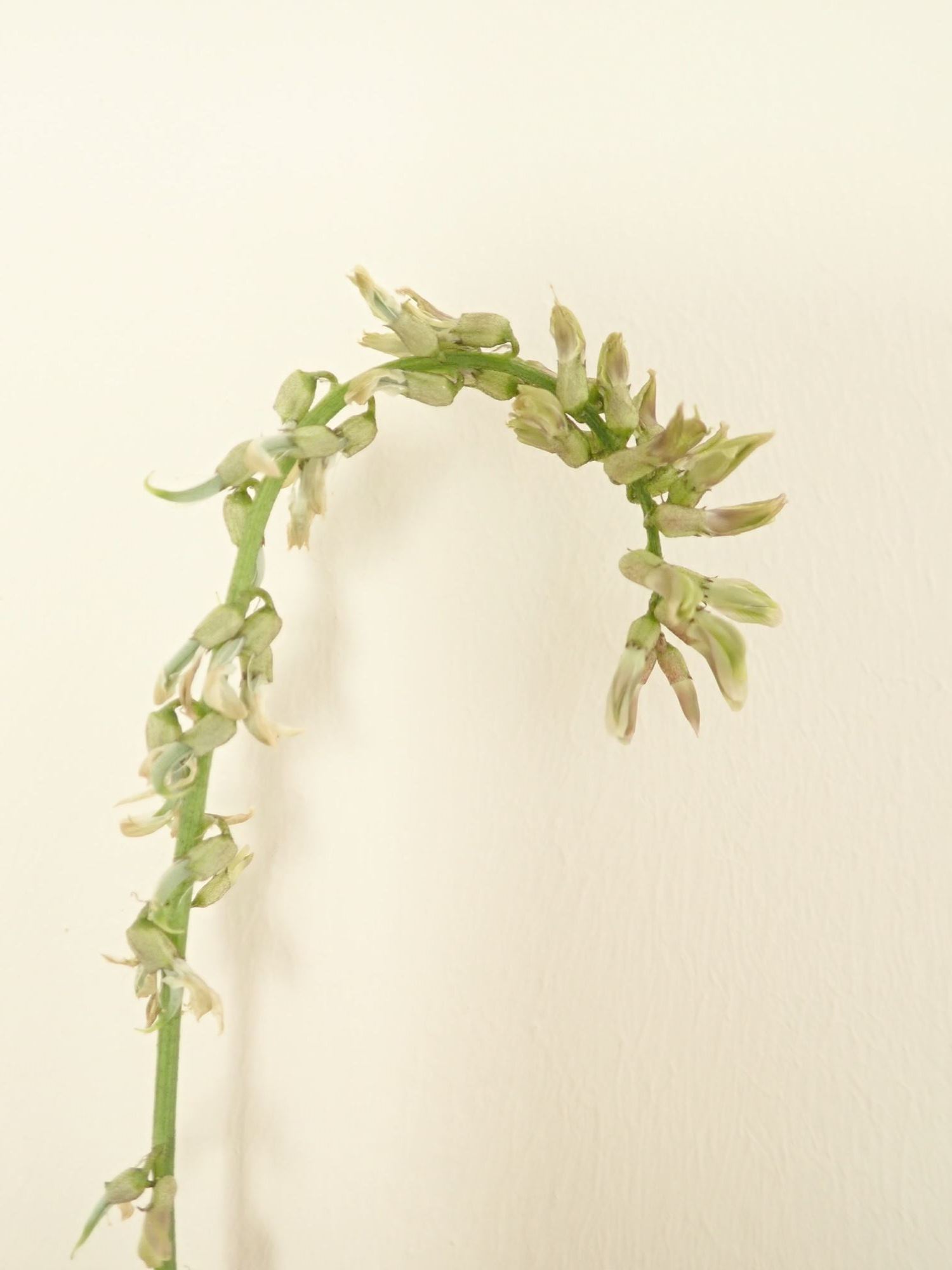 Image of Astragalus falcatus
