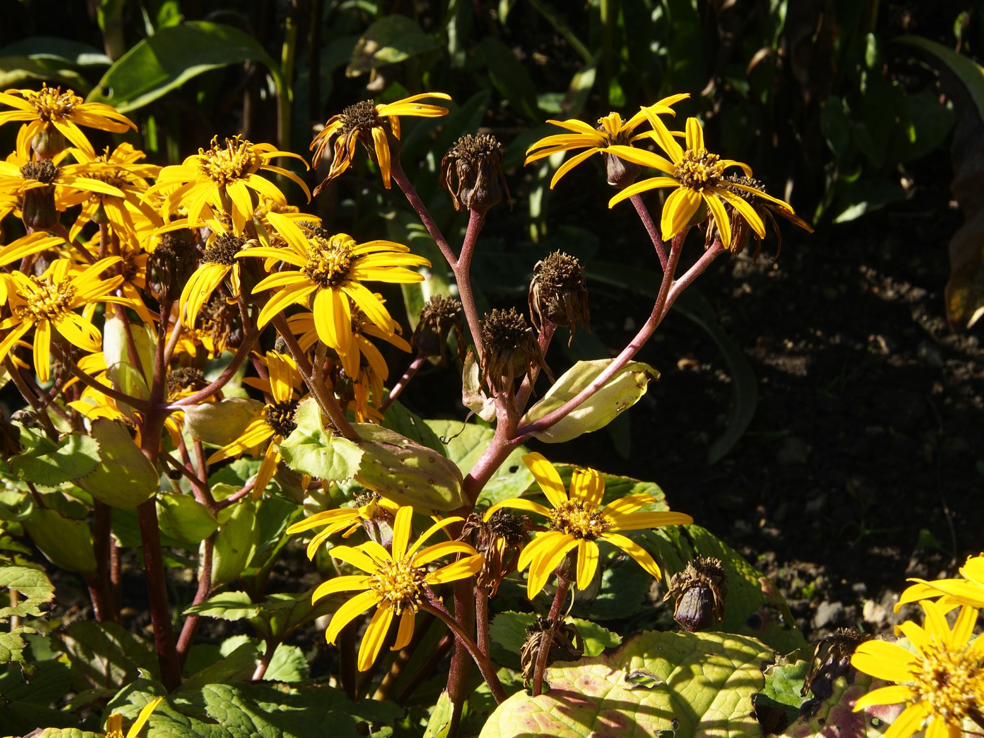 Image of Ligularia dentata 'Desdemona'