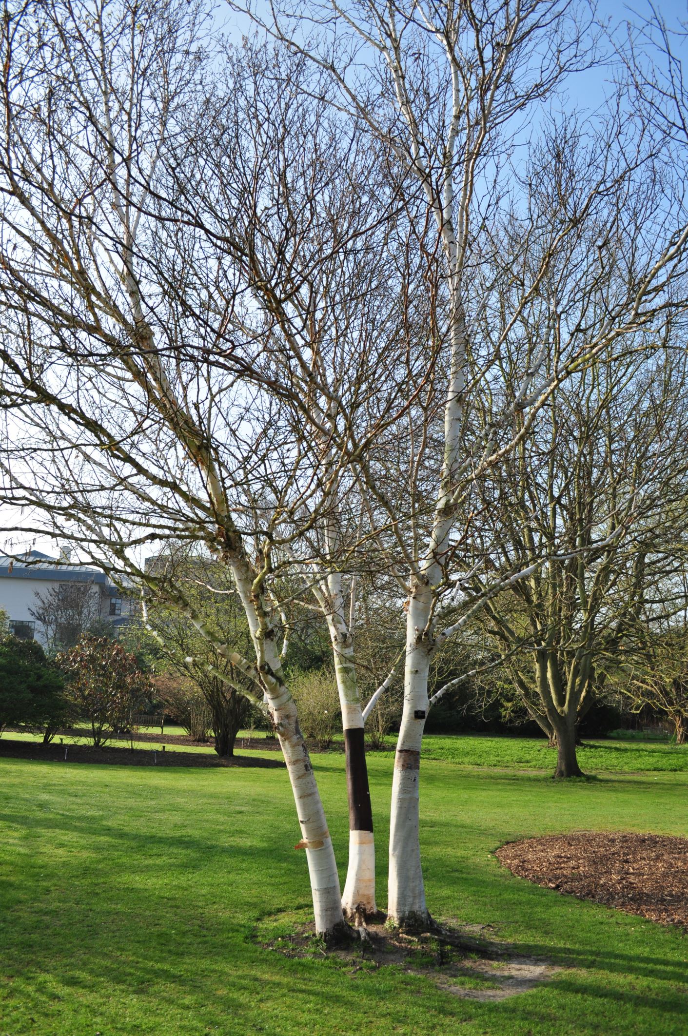Image of Betula utilis subsp. jacquemontii