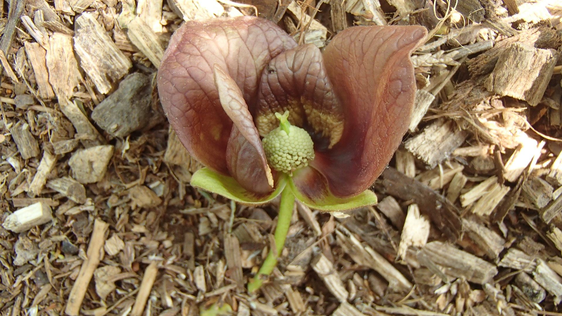 Image of Asimina triloba