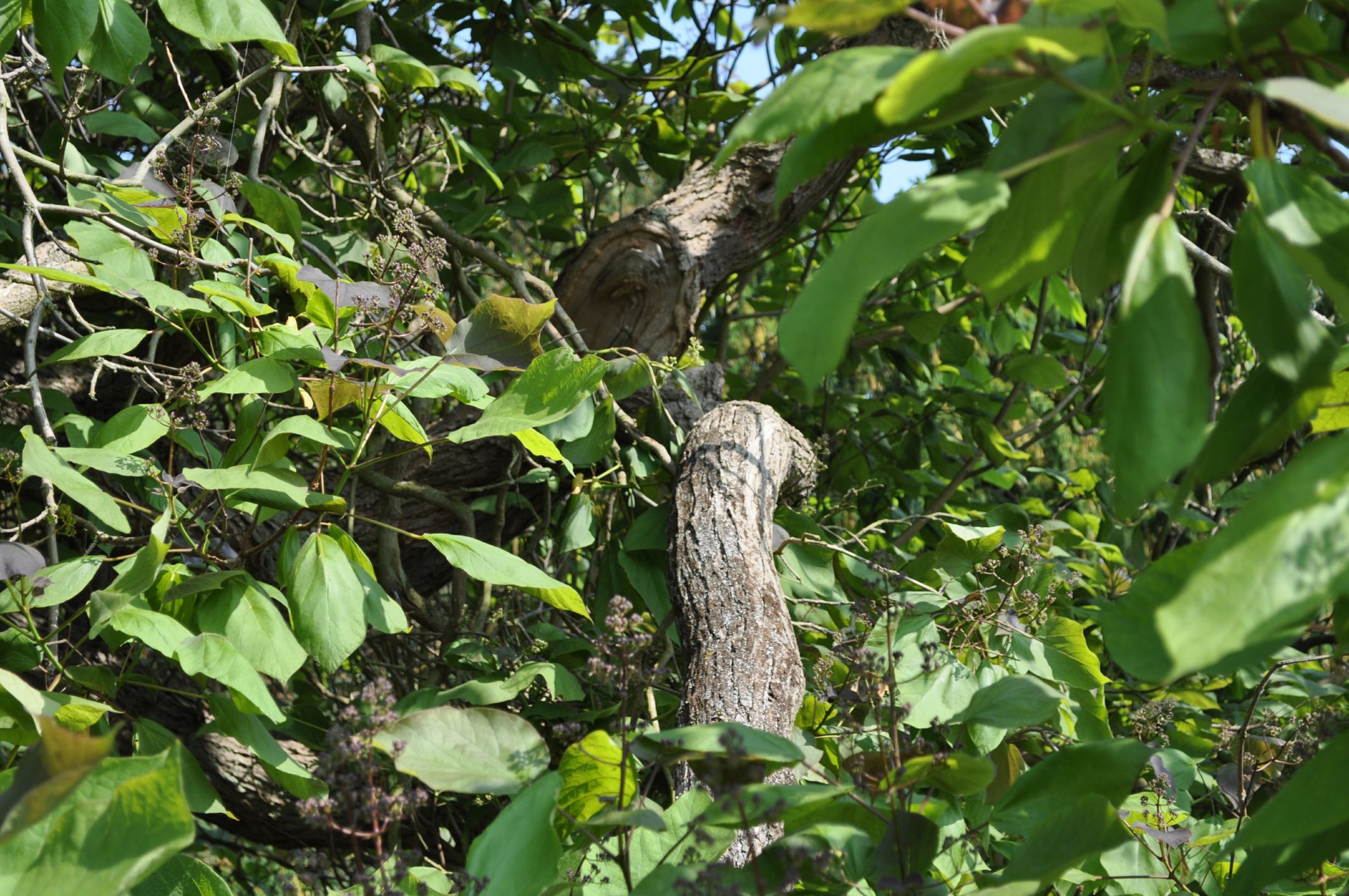 Image of Catalpa Ã— erubescens 'Purpurea'
