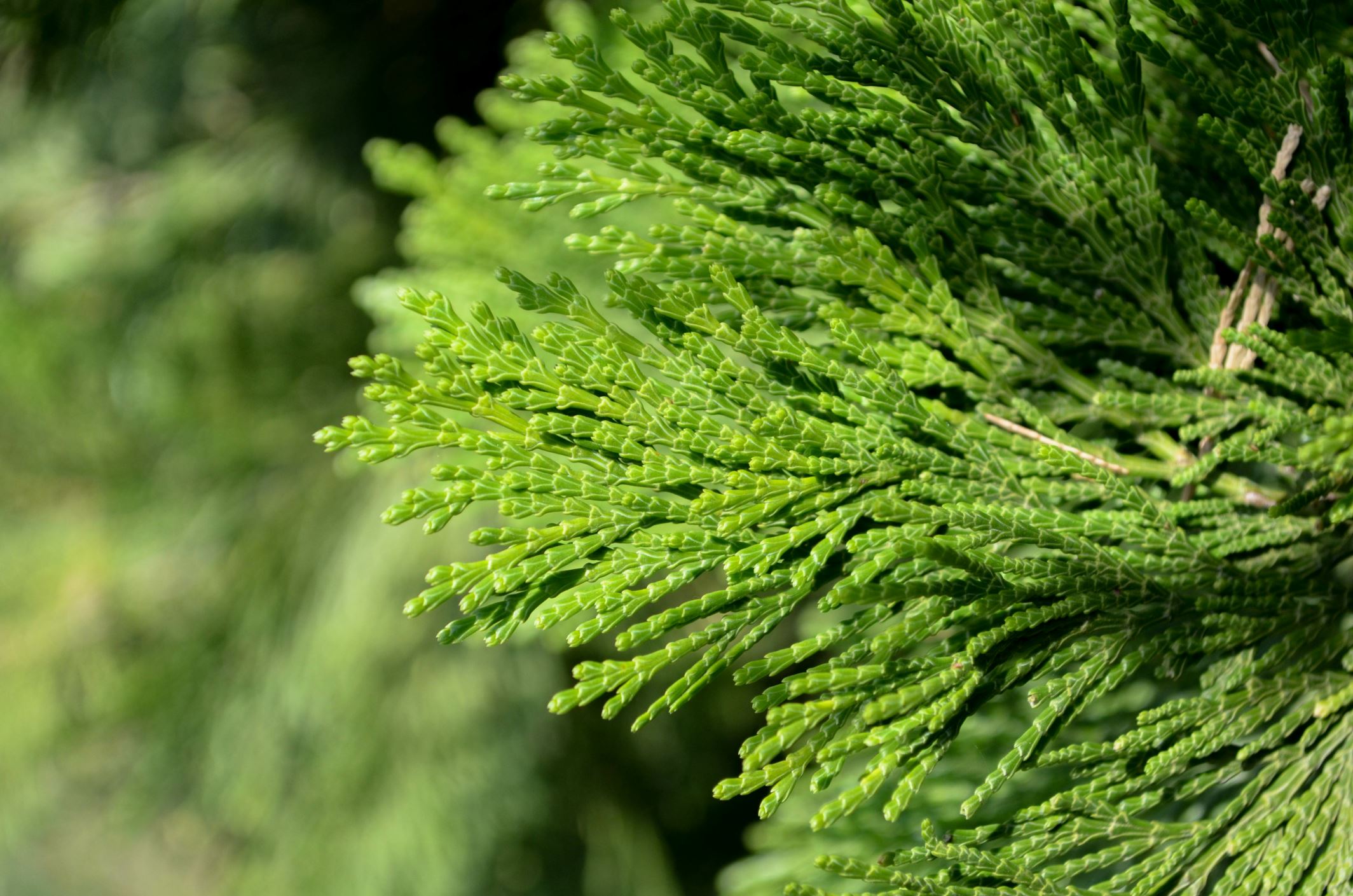 Image of Calocedrus decurrens