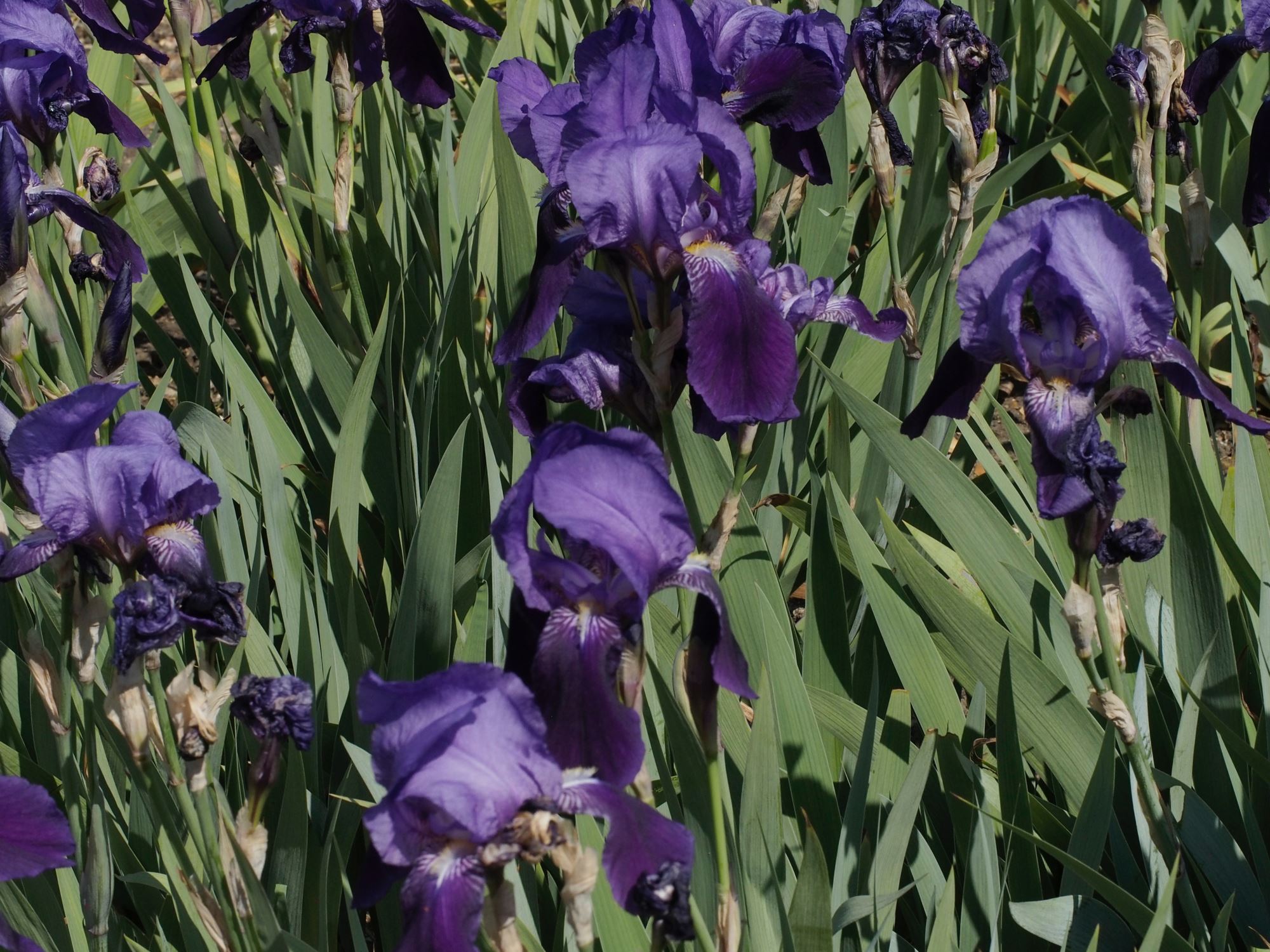 Image of Iris germanica 'Kharput'