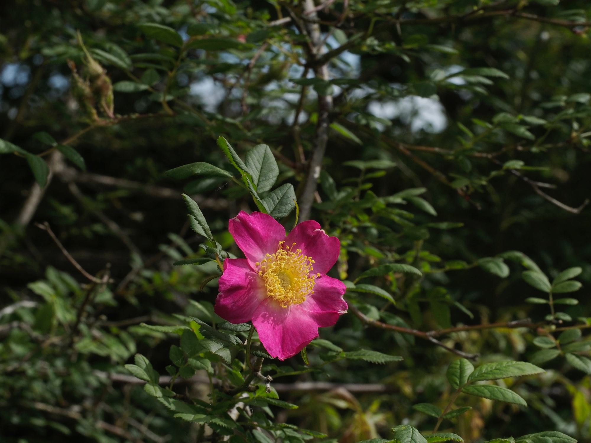 Image of Rosa Ã— coryana